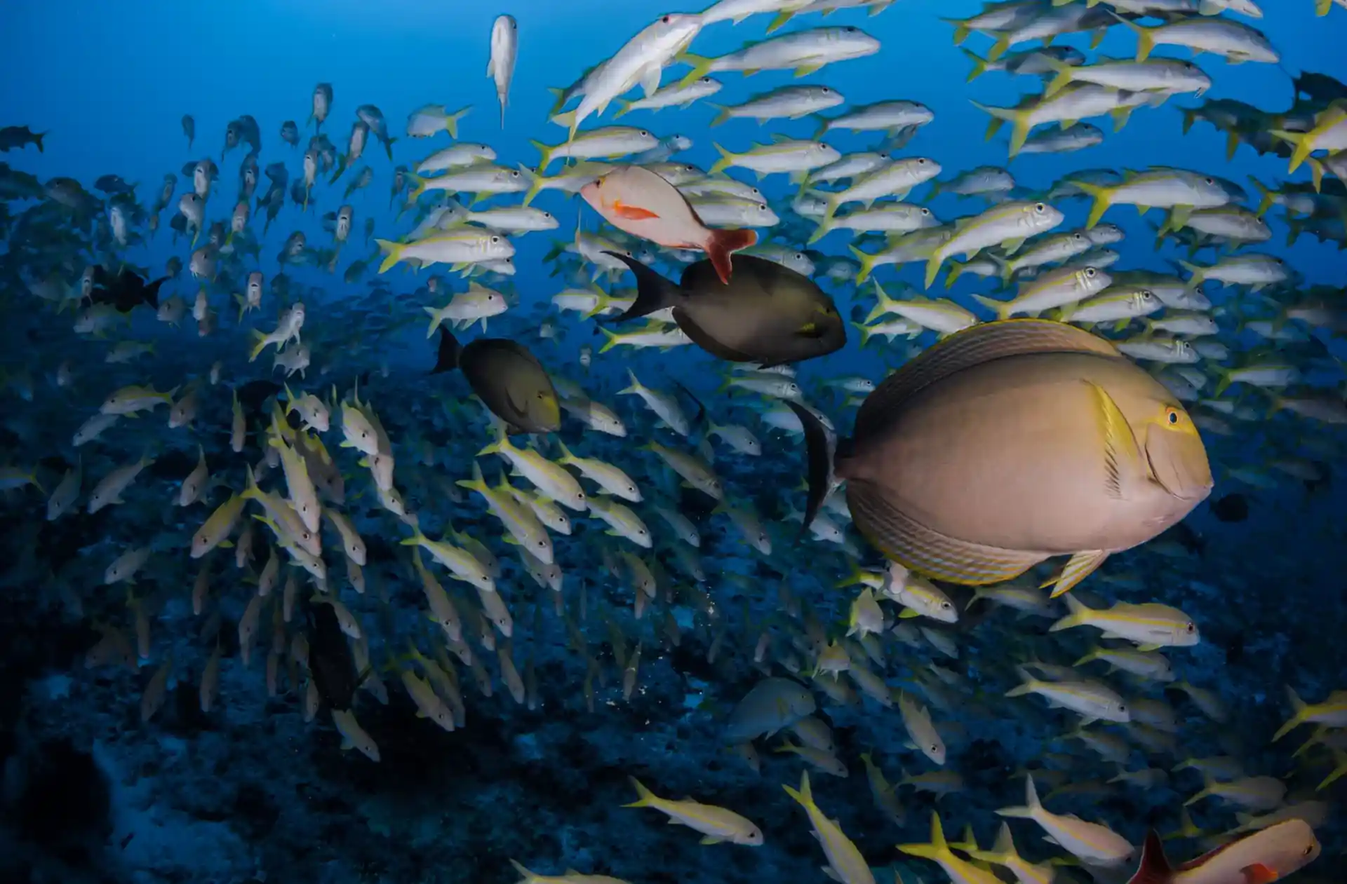 Foto de la tienda de buceo