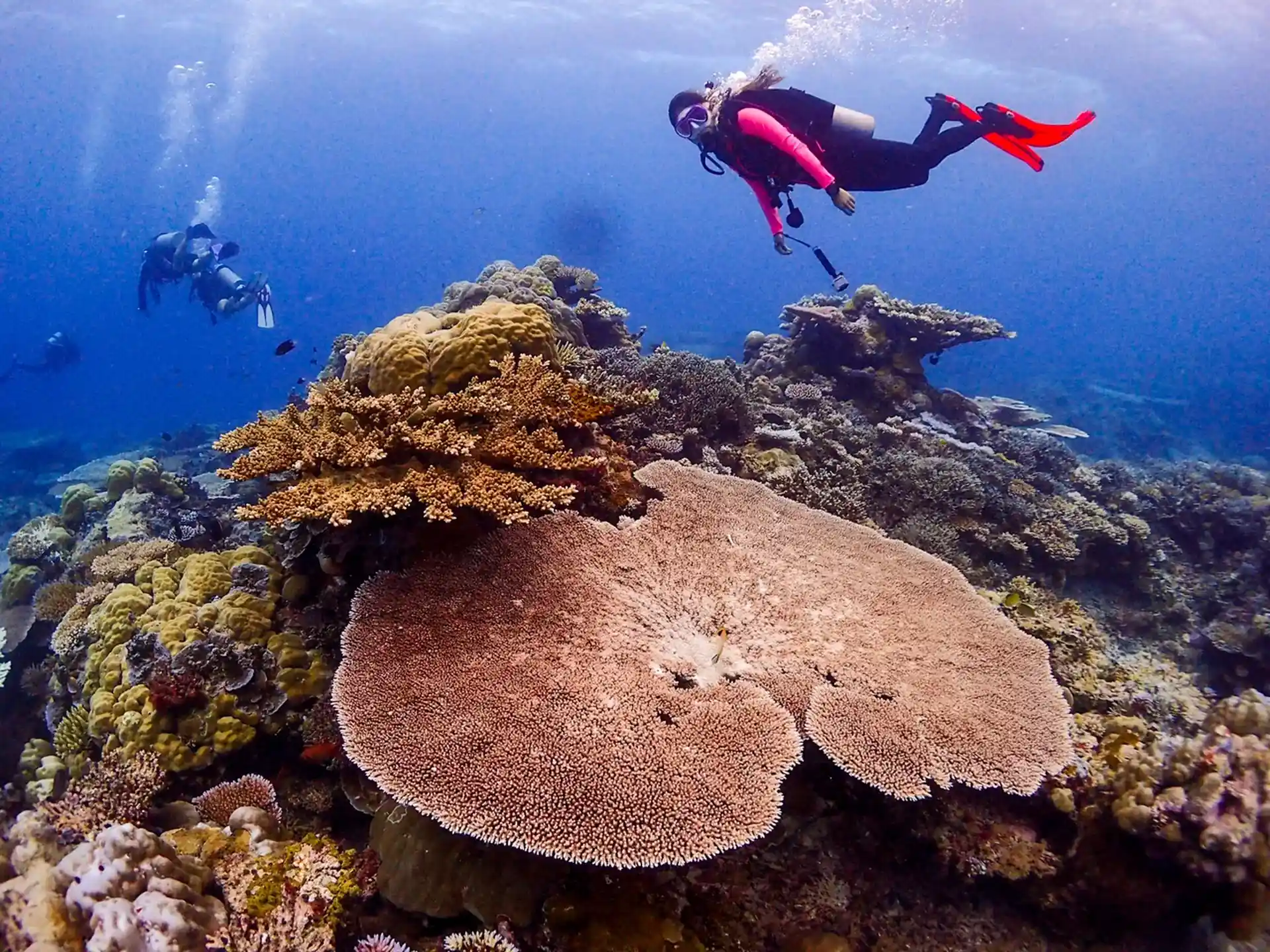 Huge table coral!