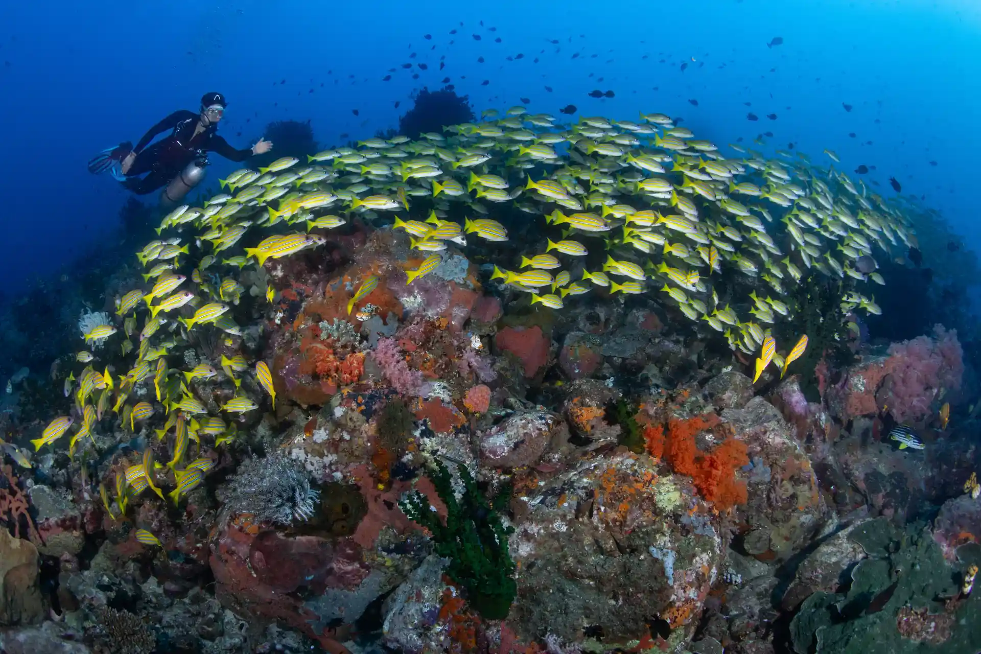 Schooling blue strap snapper and beautiful soft coral