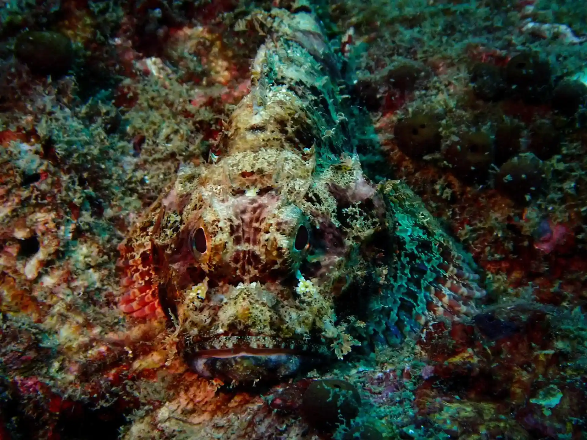 Dive site photo