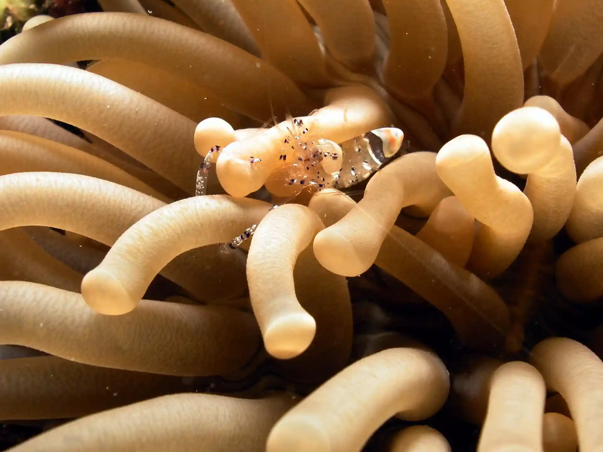 ダイビングサイトの写真