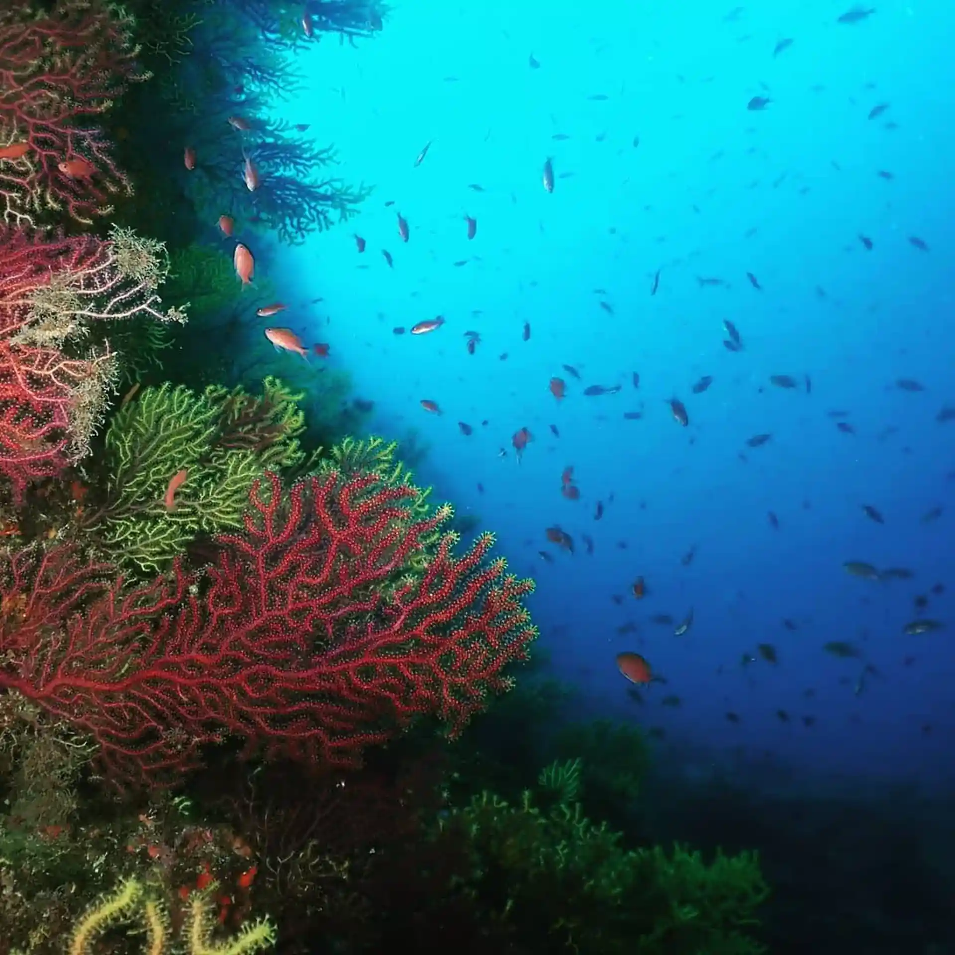 Foto del sitio de buceo