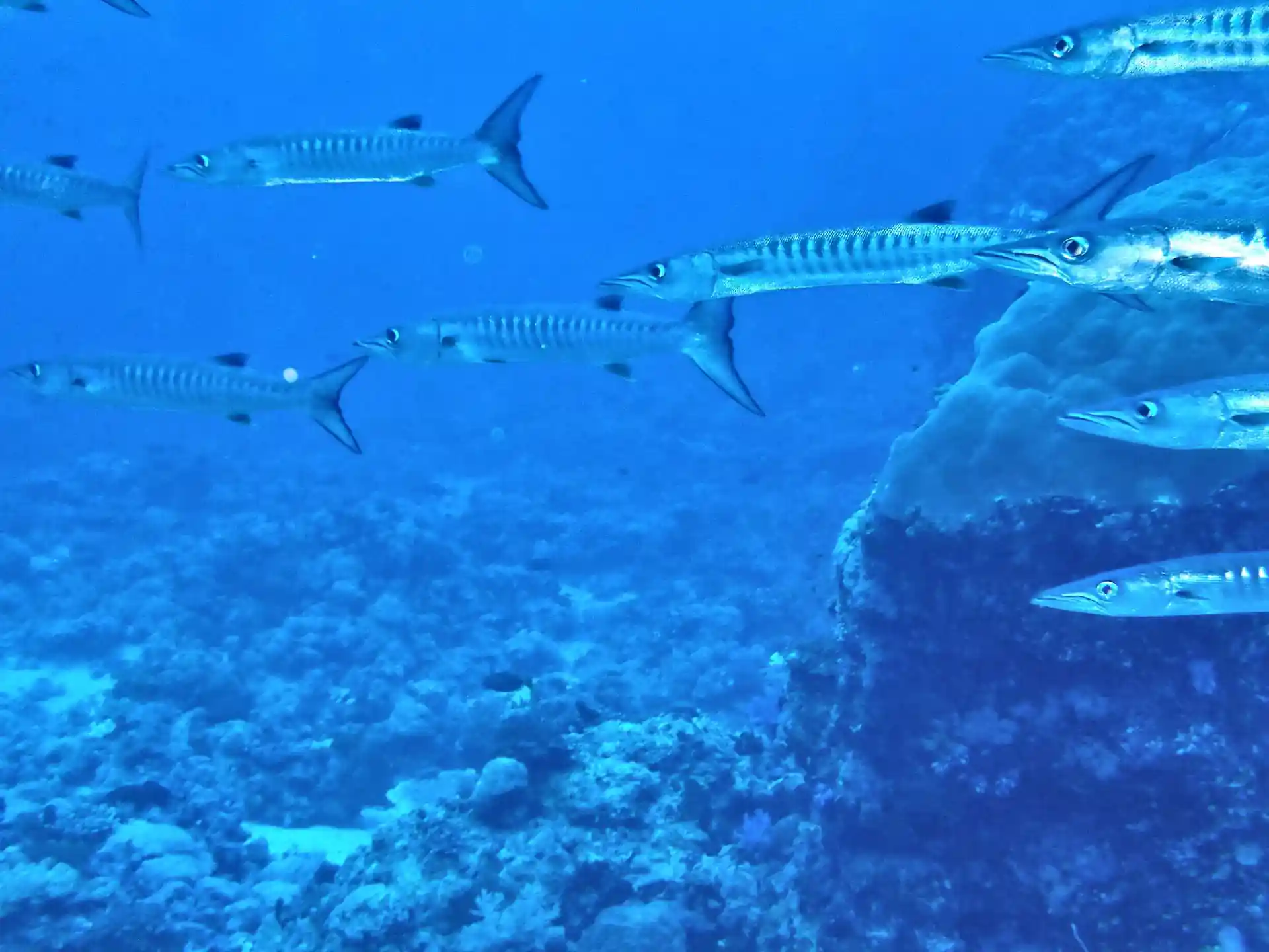 ダイビングサイトの写真