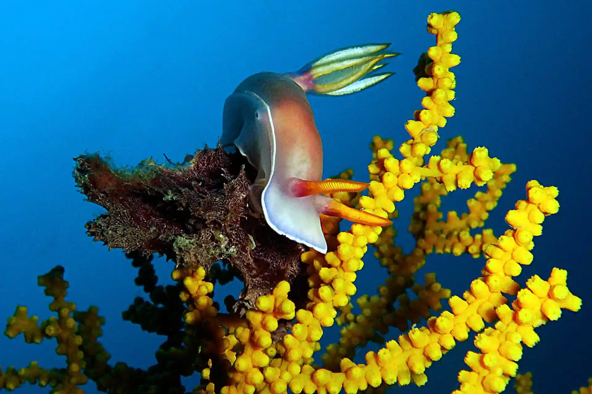 Dive site photo