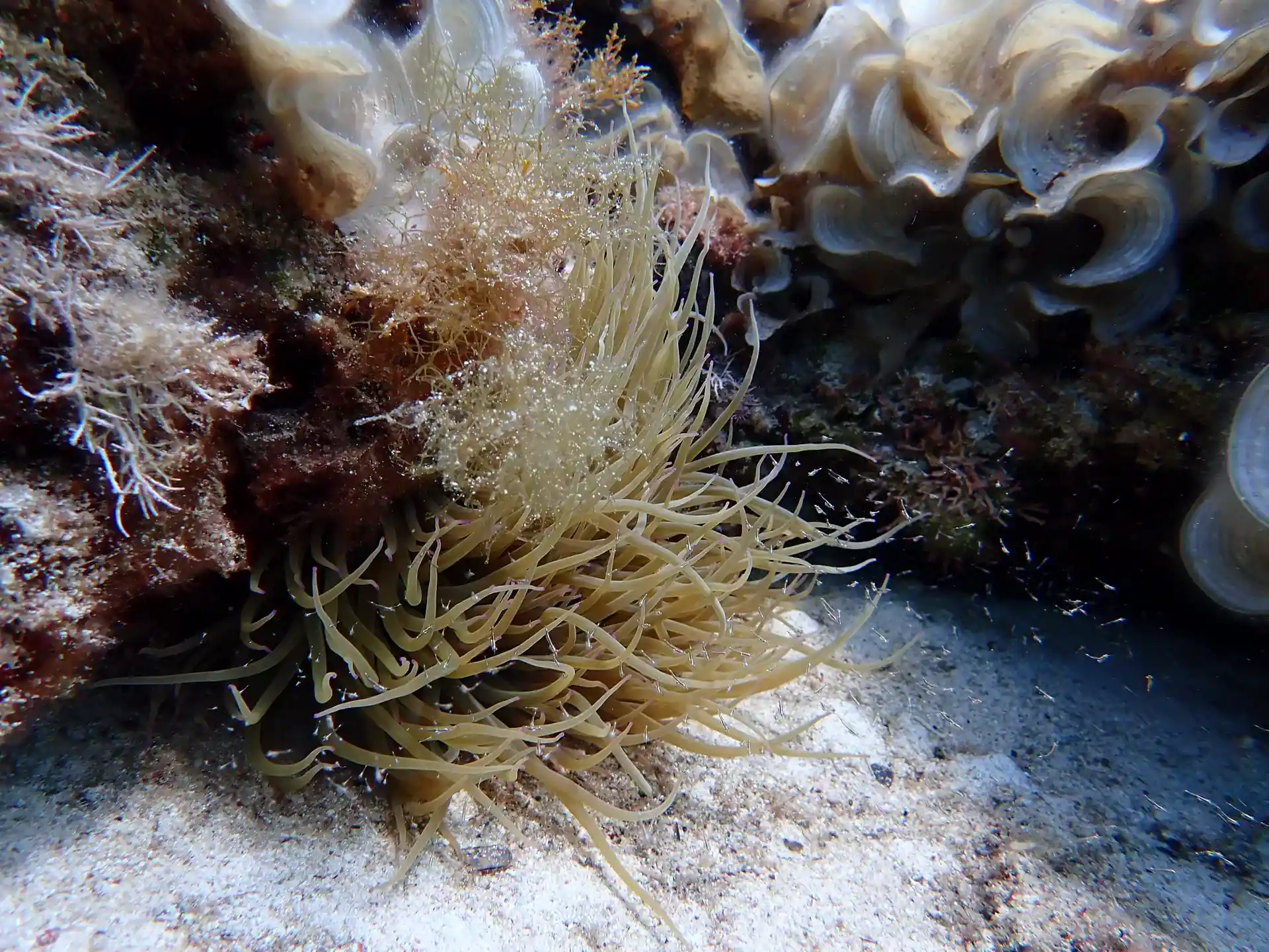 Dive site photo