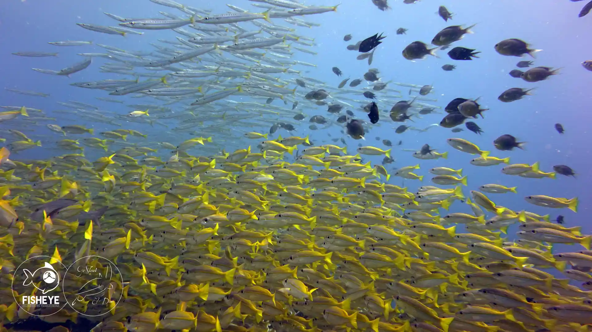 Dive shop photo