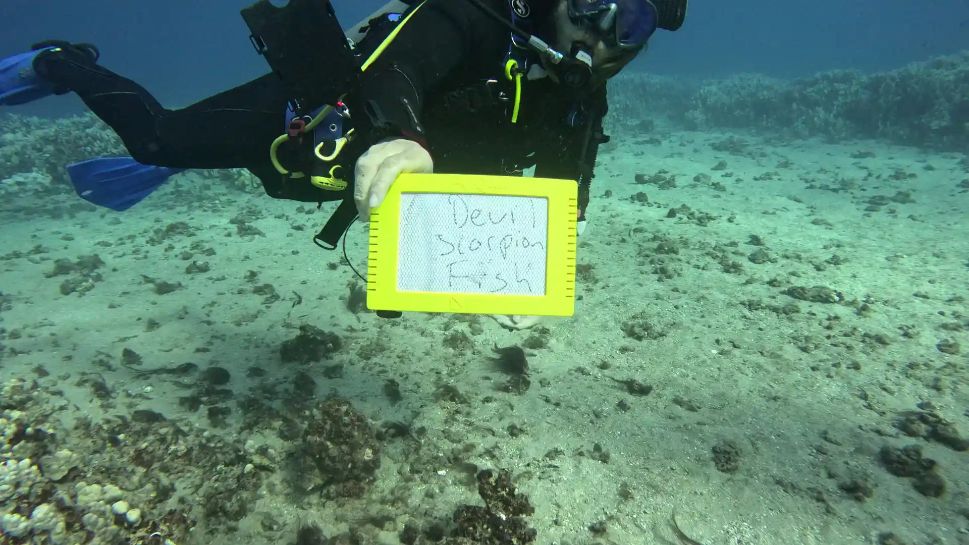 Small groups mean a tailored experience.  All our guides carry underwater slates to identify marine wildlife in real time.