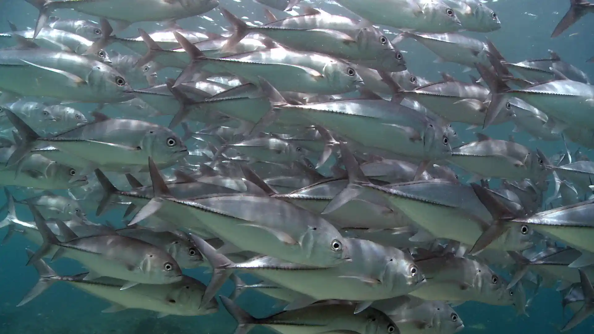 Foto del sitio de buceo