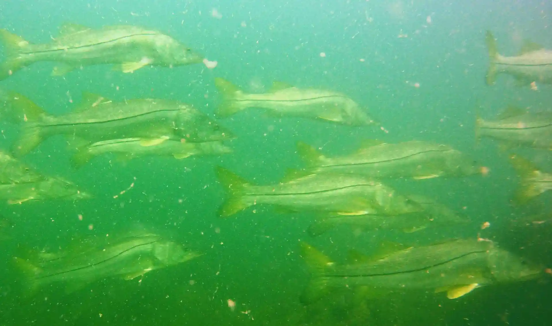 Dive site photo