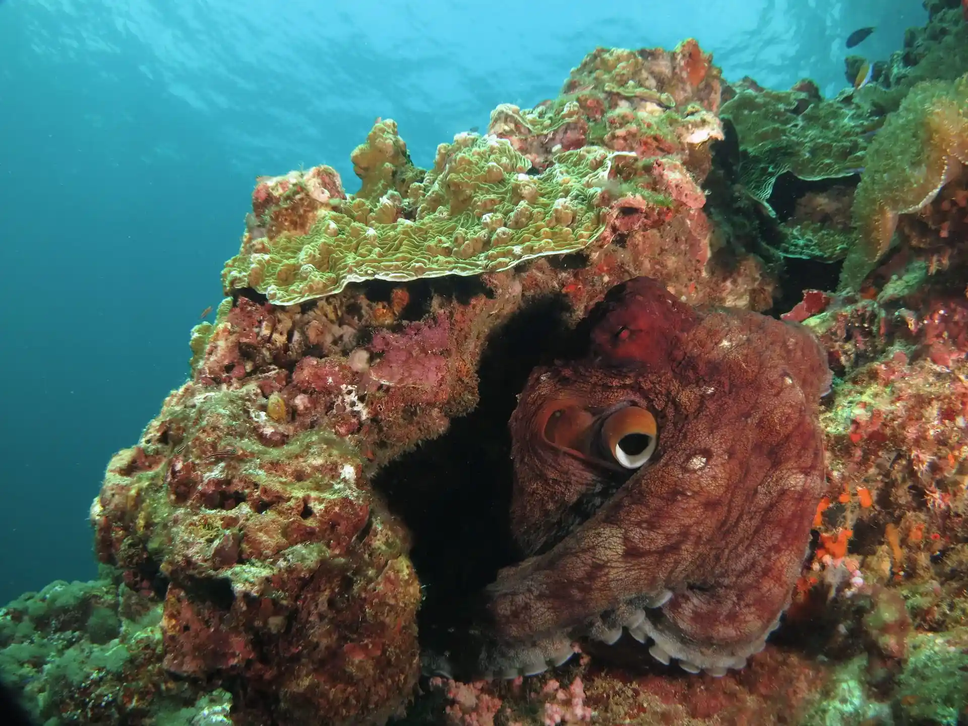 Dive site photo