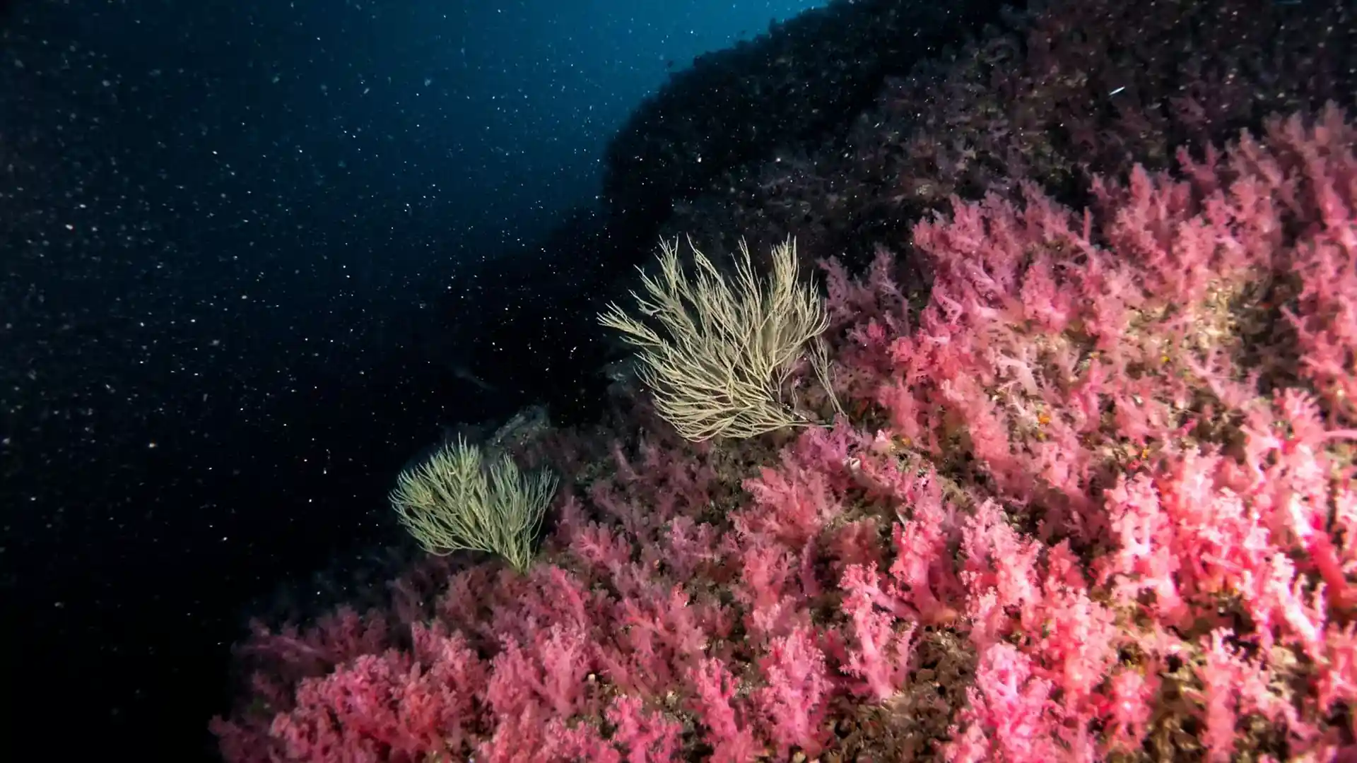 Dive site photo