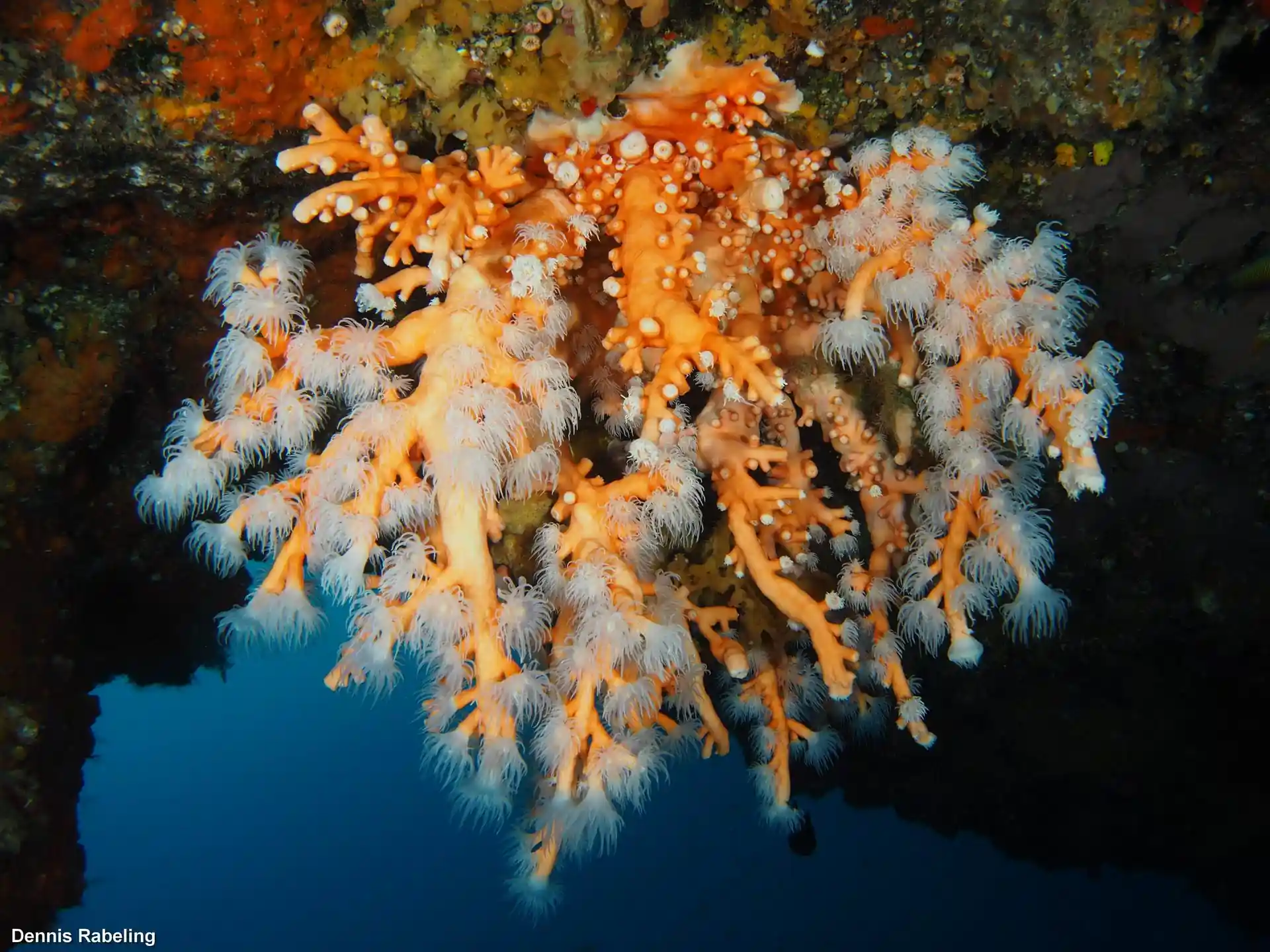 Foto van de duiklocatie