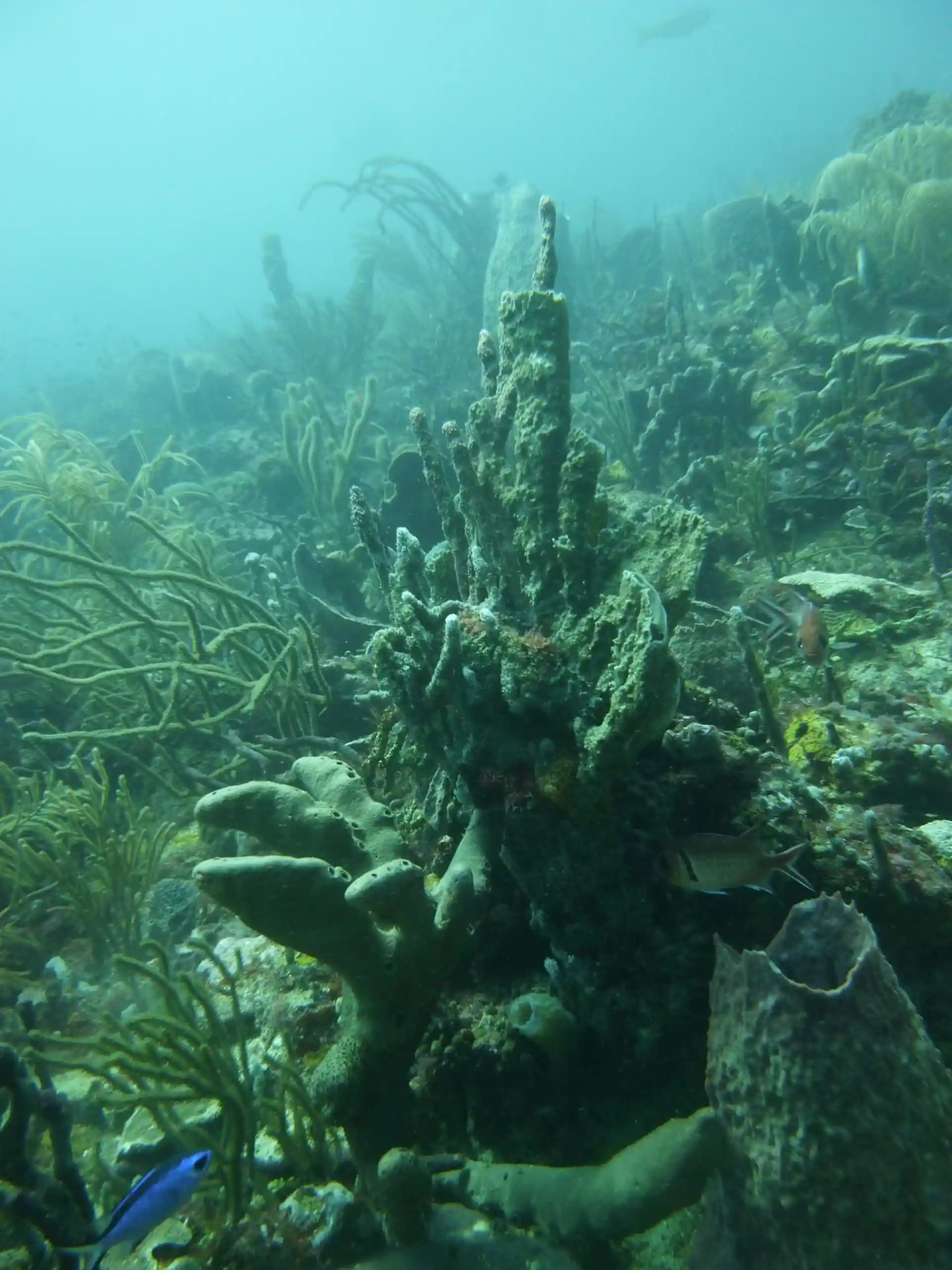 Dive site photo