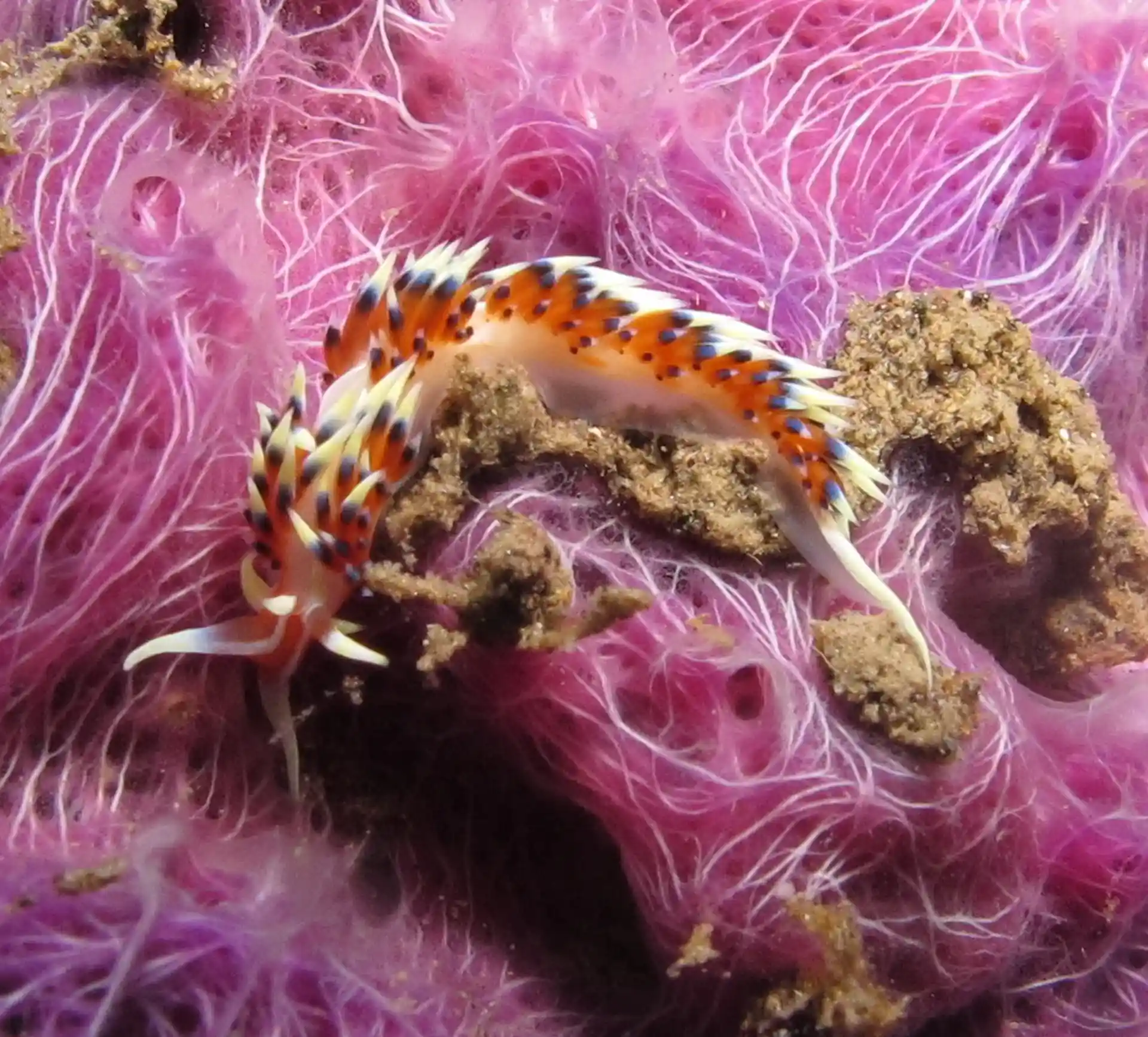 Foto del sitio de buceo