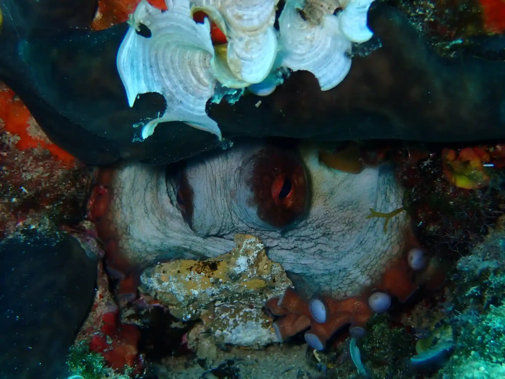 Dive site photo