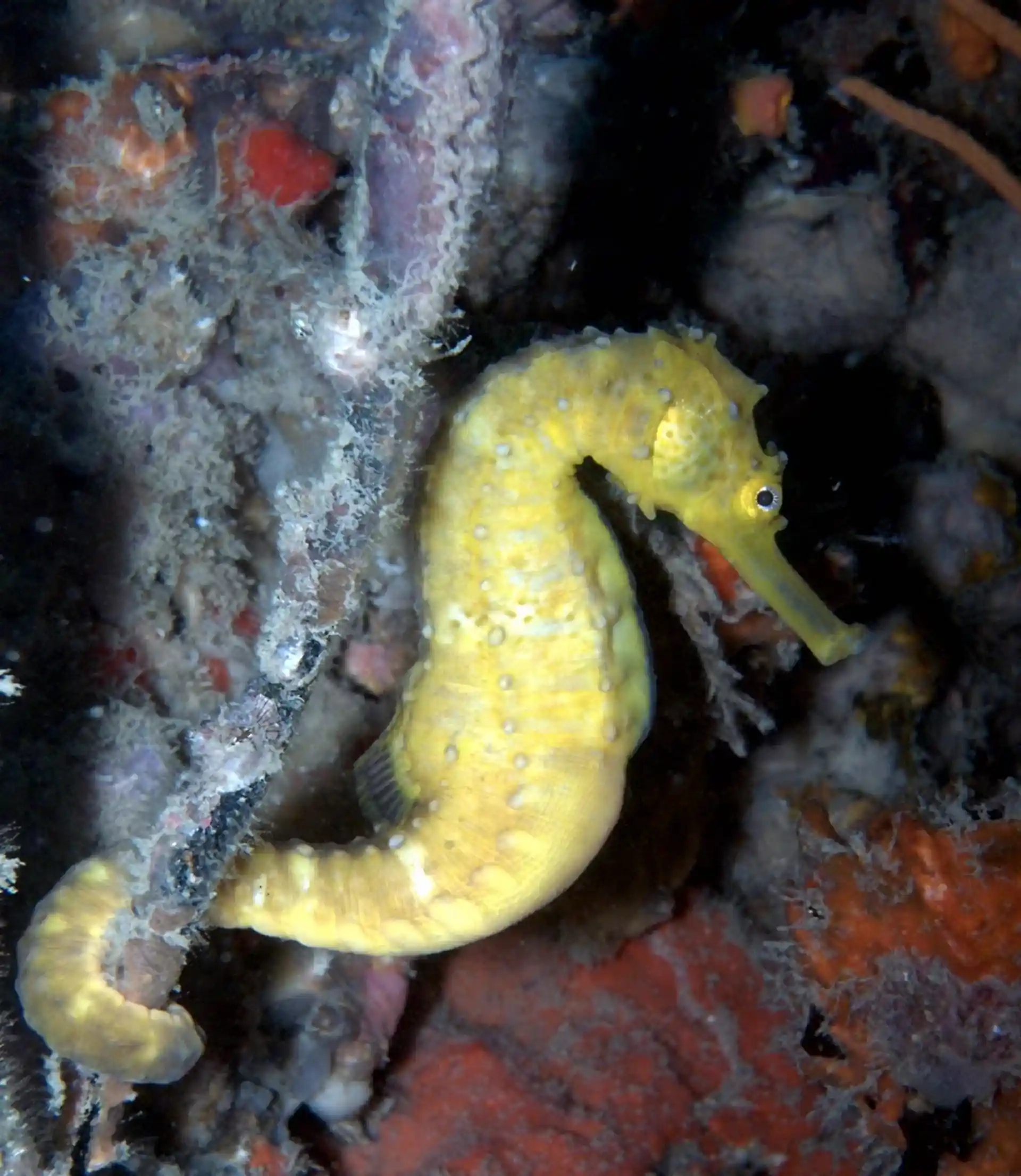 Foto del sitio de buceo