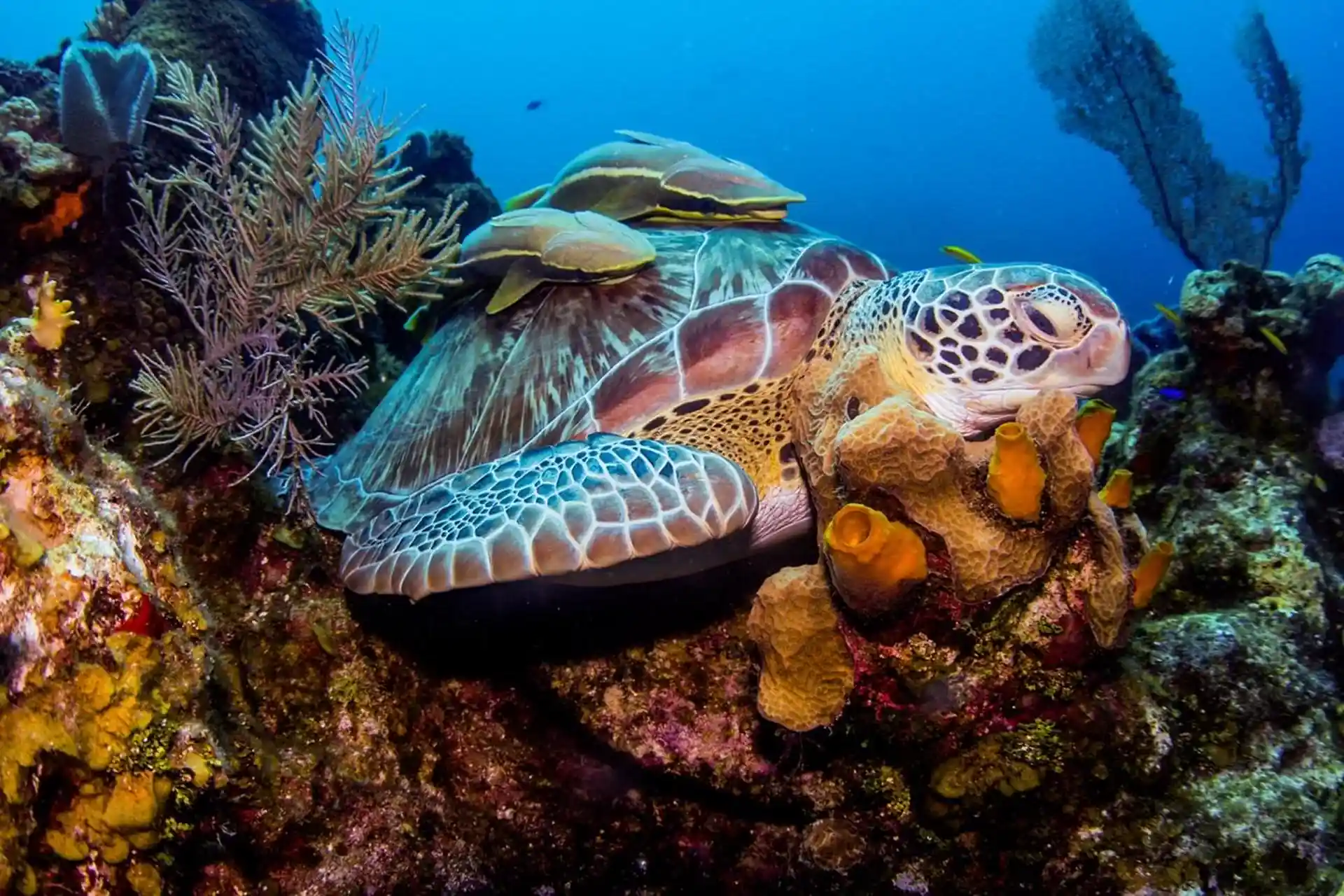 Photo de l'activité