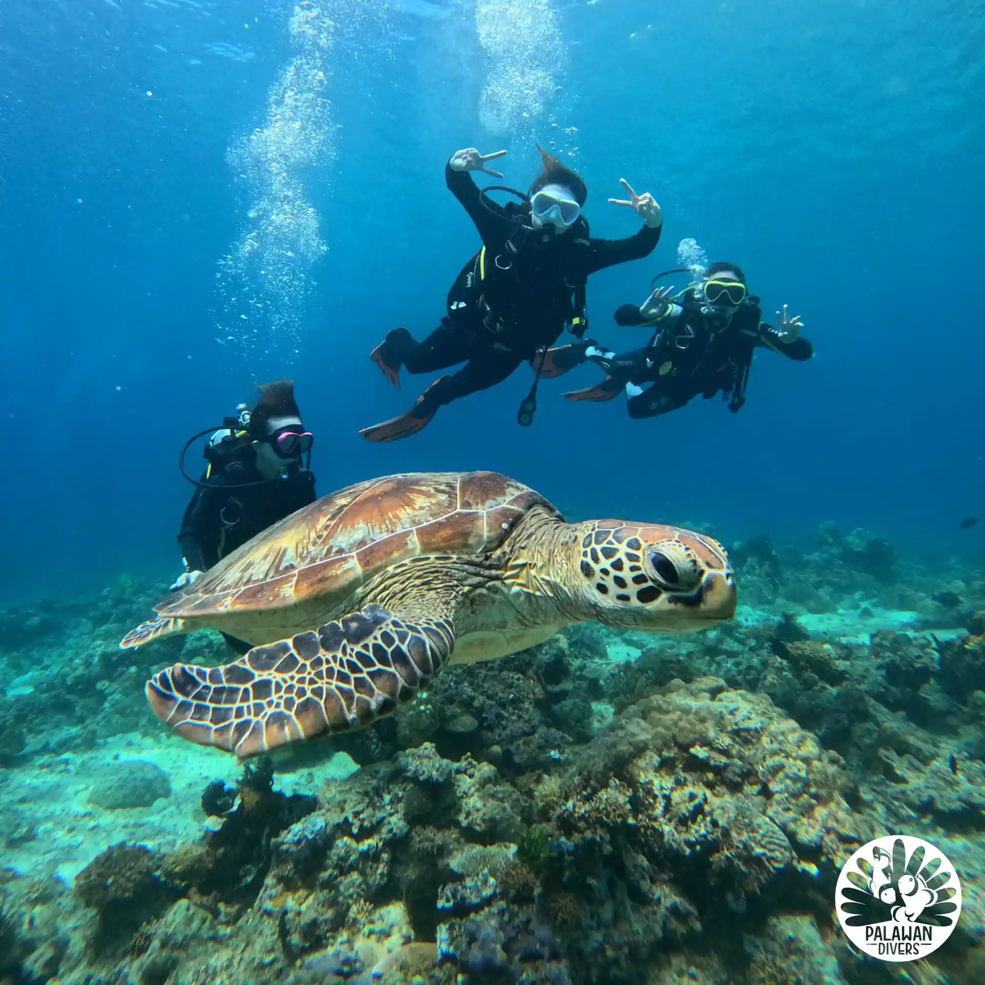 Turtle Encounter - El Nido - Palawan