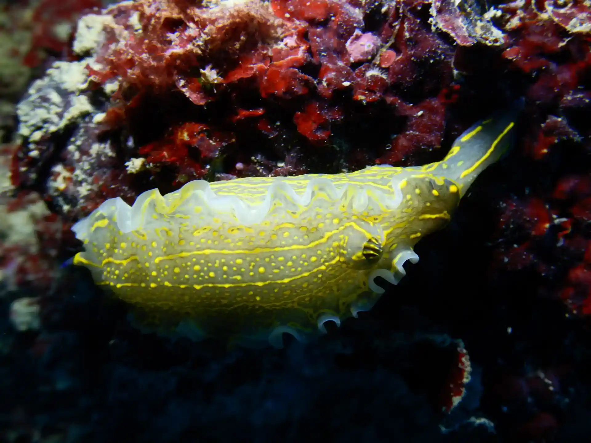 다이빙 포인트 사진