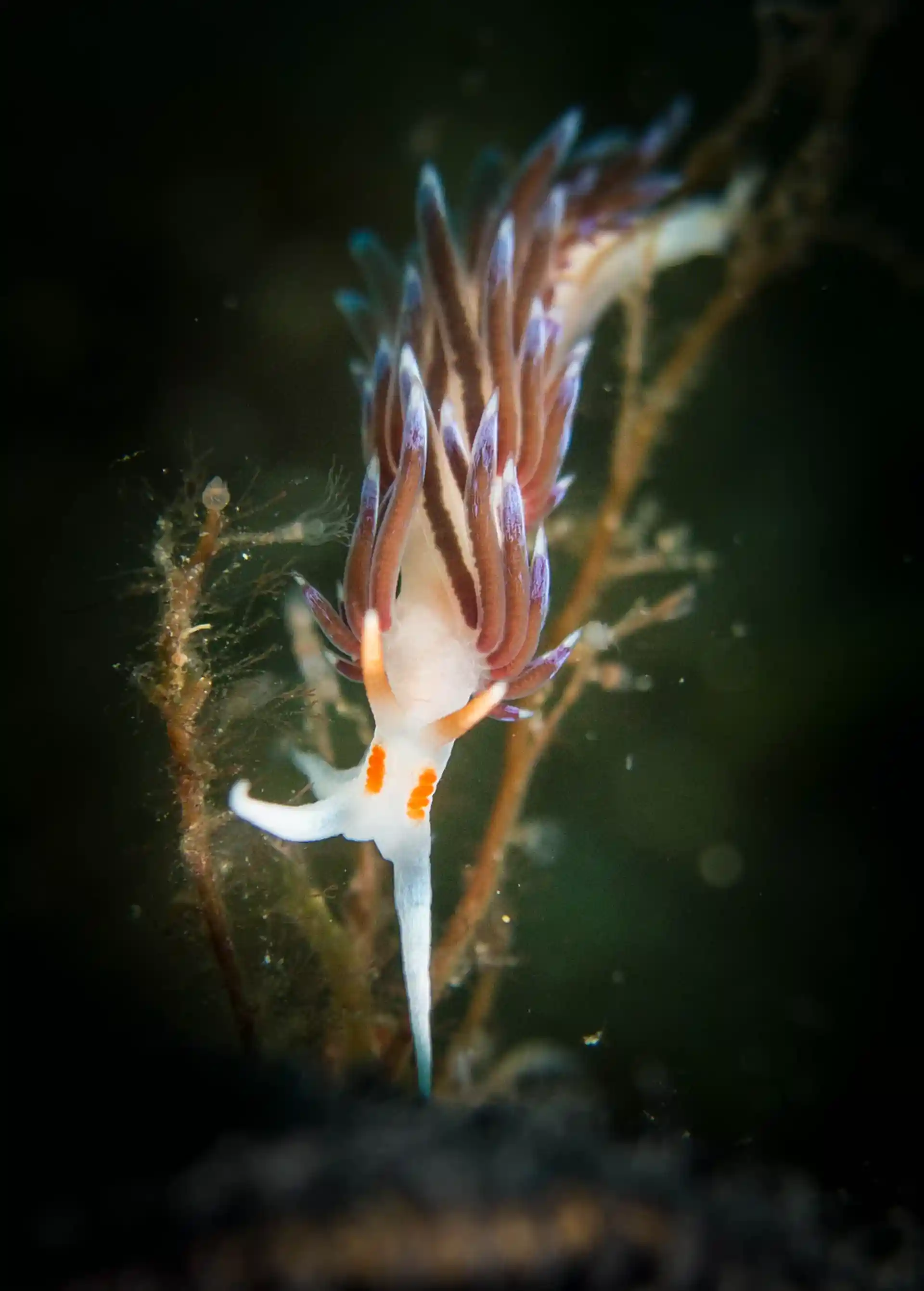 Dive site photo