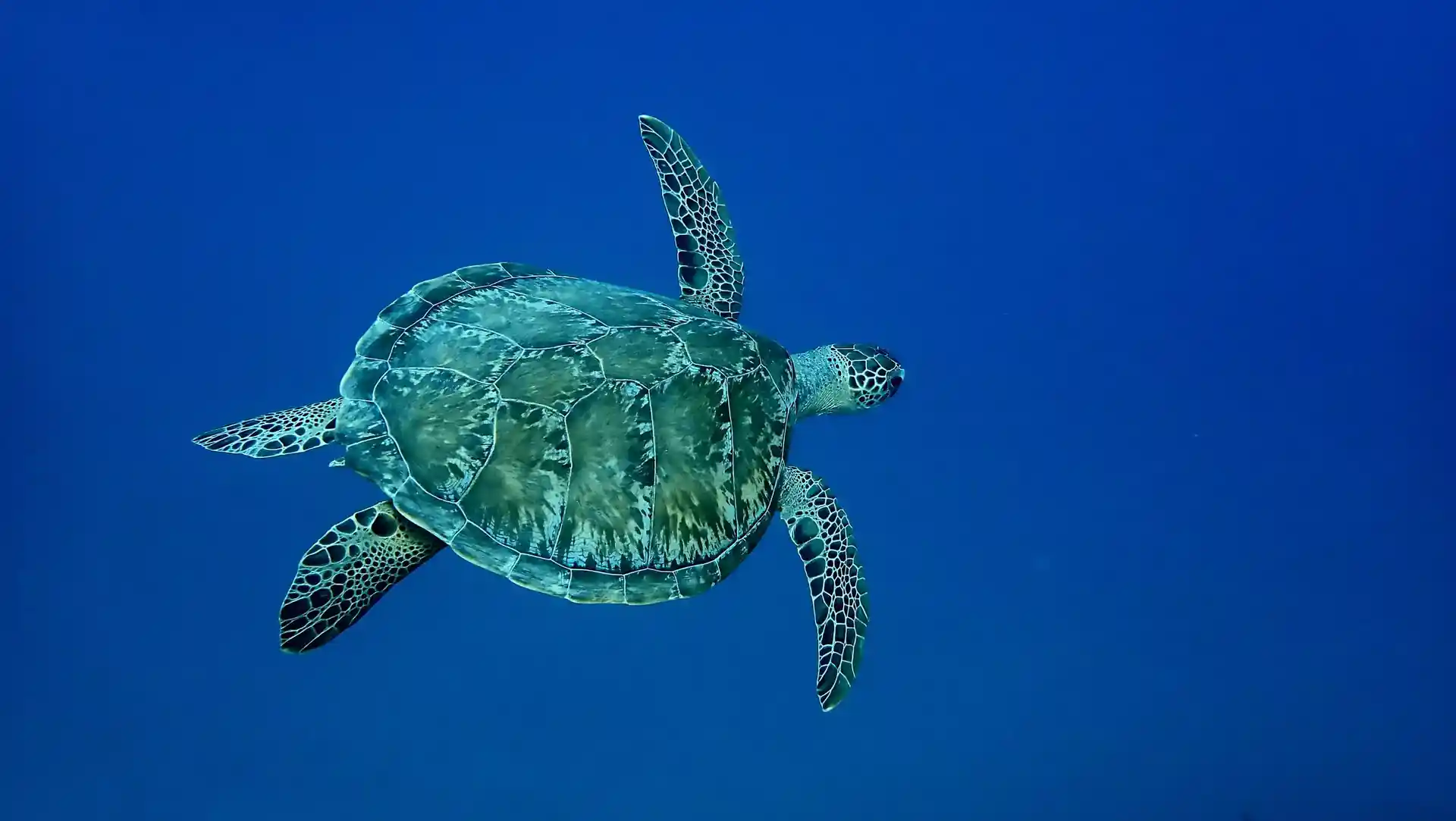 ダイビングサイトの写真