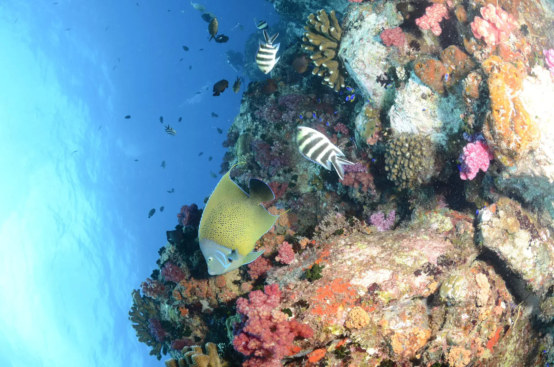 Dive site photo