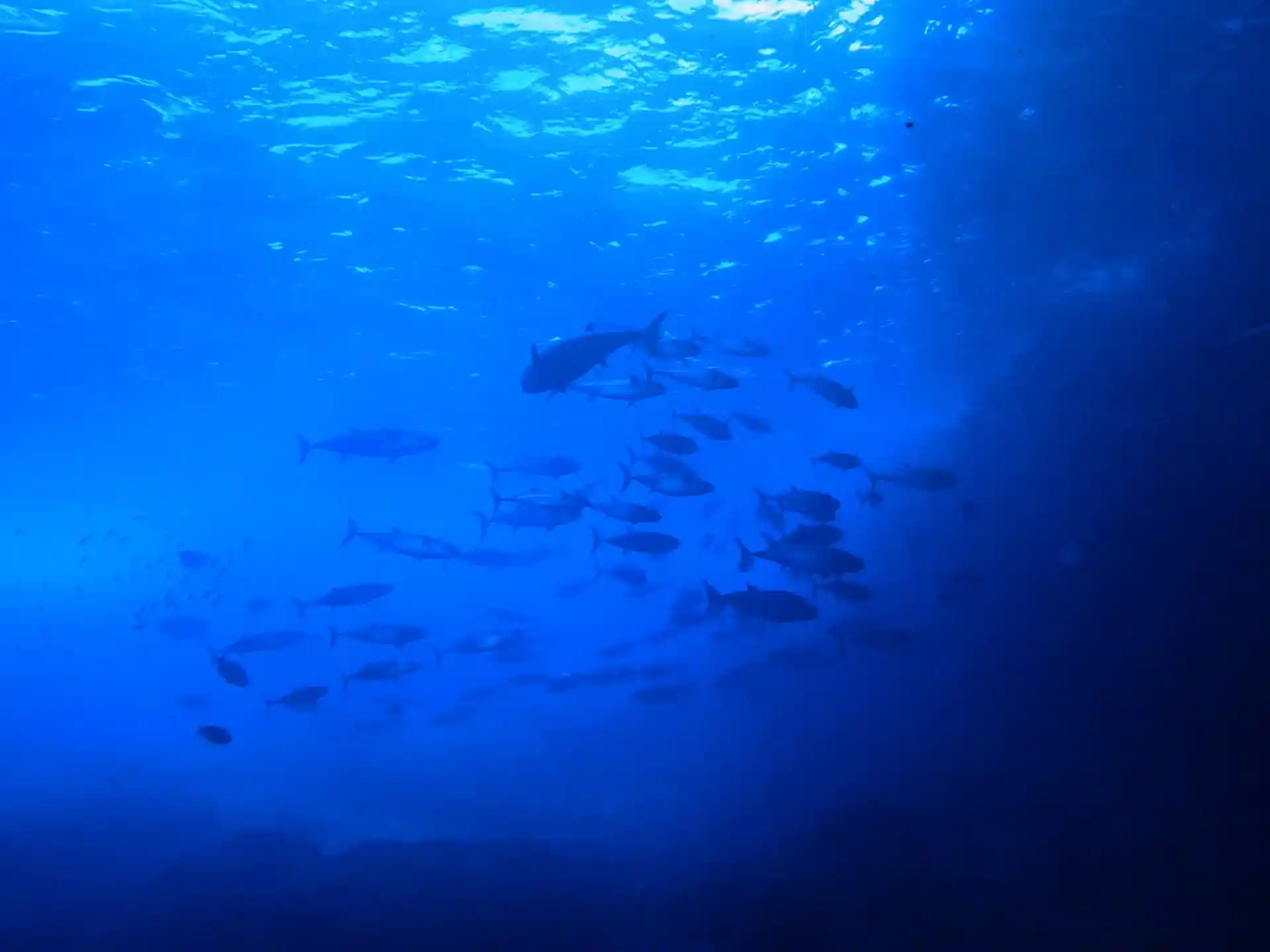 夏場限定！嫁島のマグロ穴
※ダイバーのスキルによってはお連れできないばいいもございます※