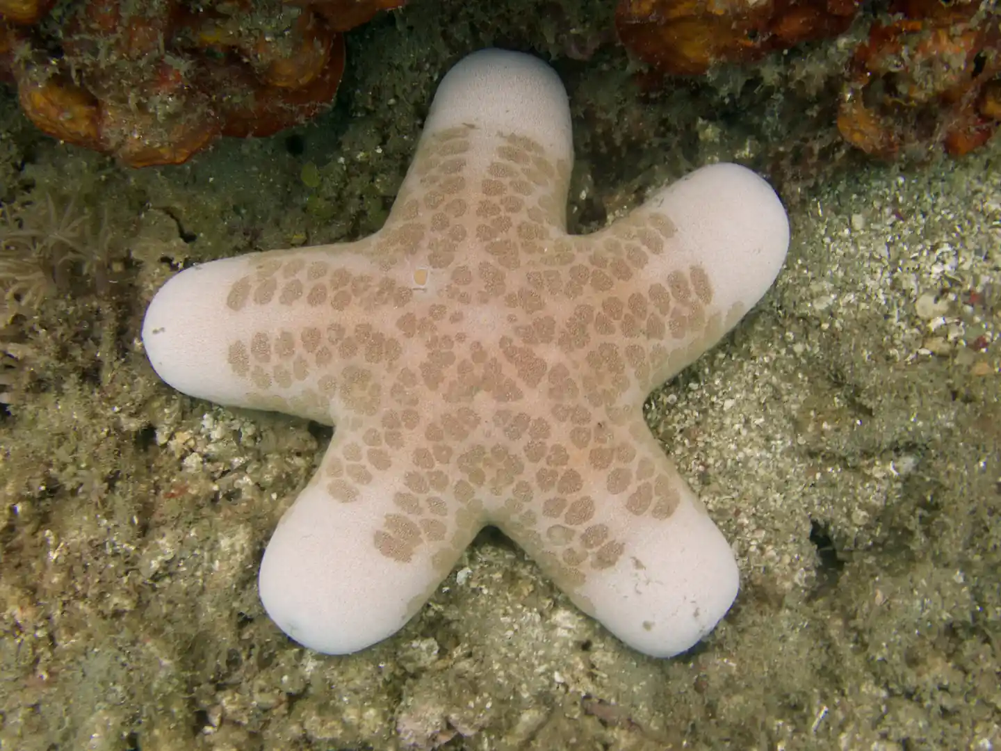 Malapascua | One fun dive around Malapascua Island | Book online | PADI  Adventures