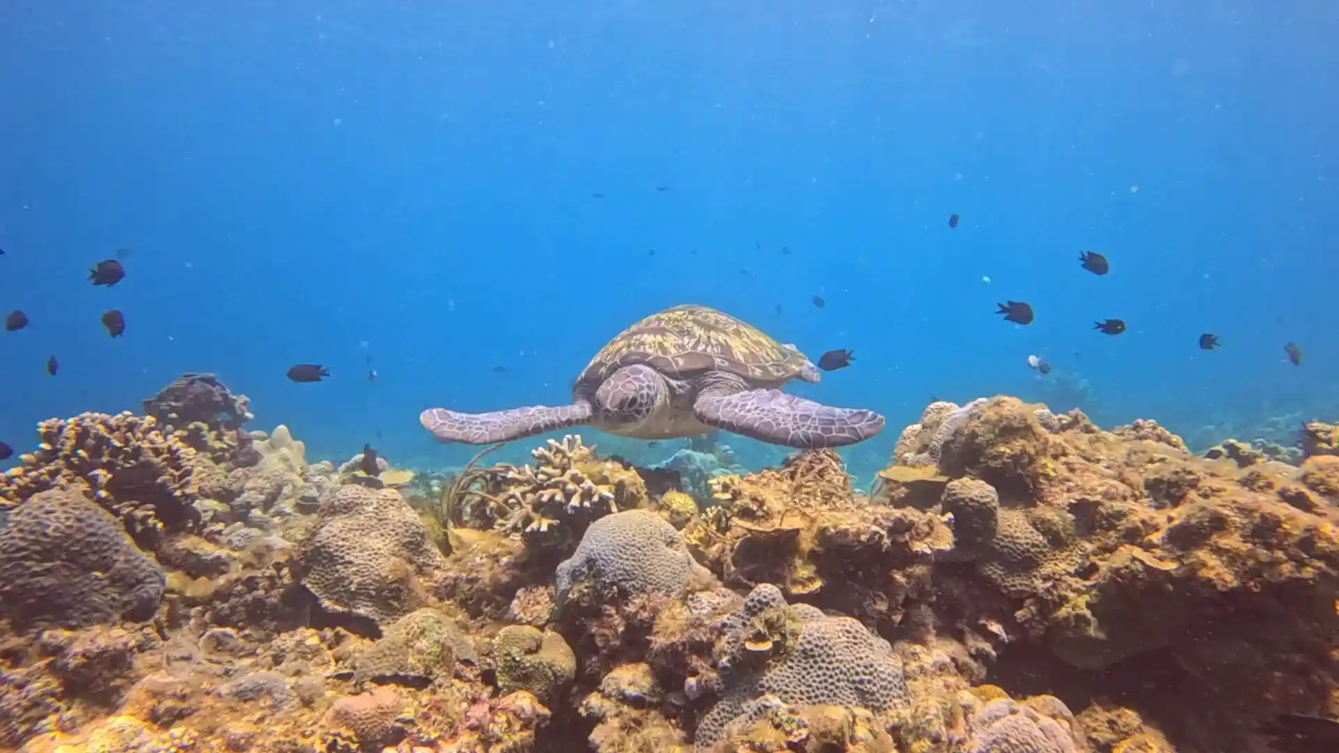 One of our resident turtles