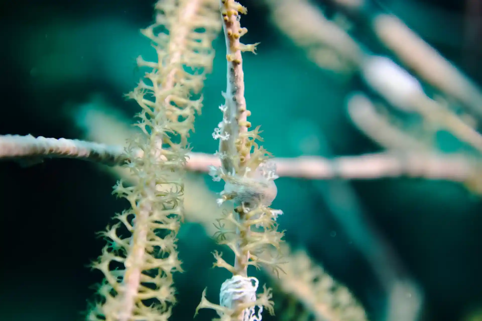 Foto van de duiklocatie