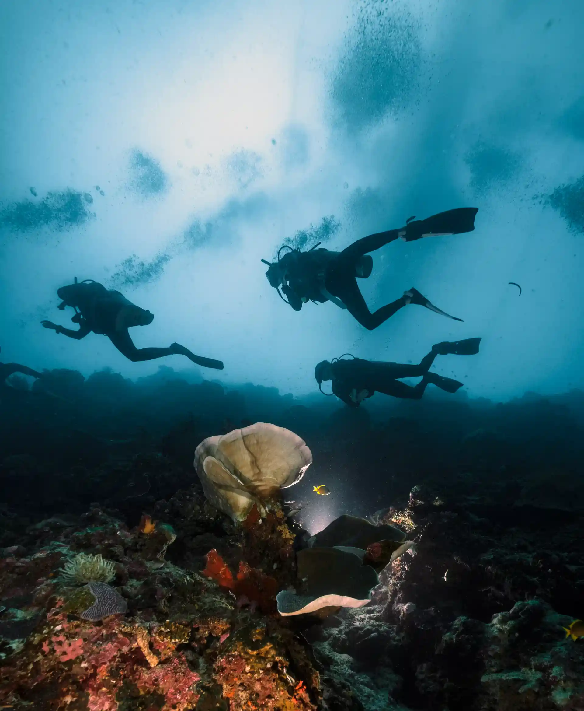 Witness the enchanting encounter of advanced open water divers swimming alongside a majestic turtle at Amigo's Dive Center. Dive into Moalboal's wonders. #PADI #SCUBA #Moalboal #Cebu #Philippines