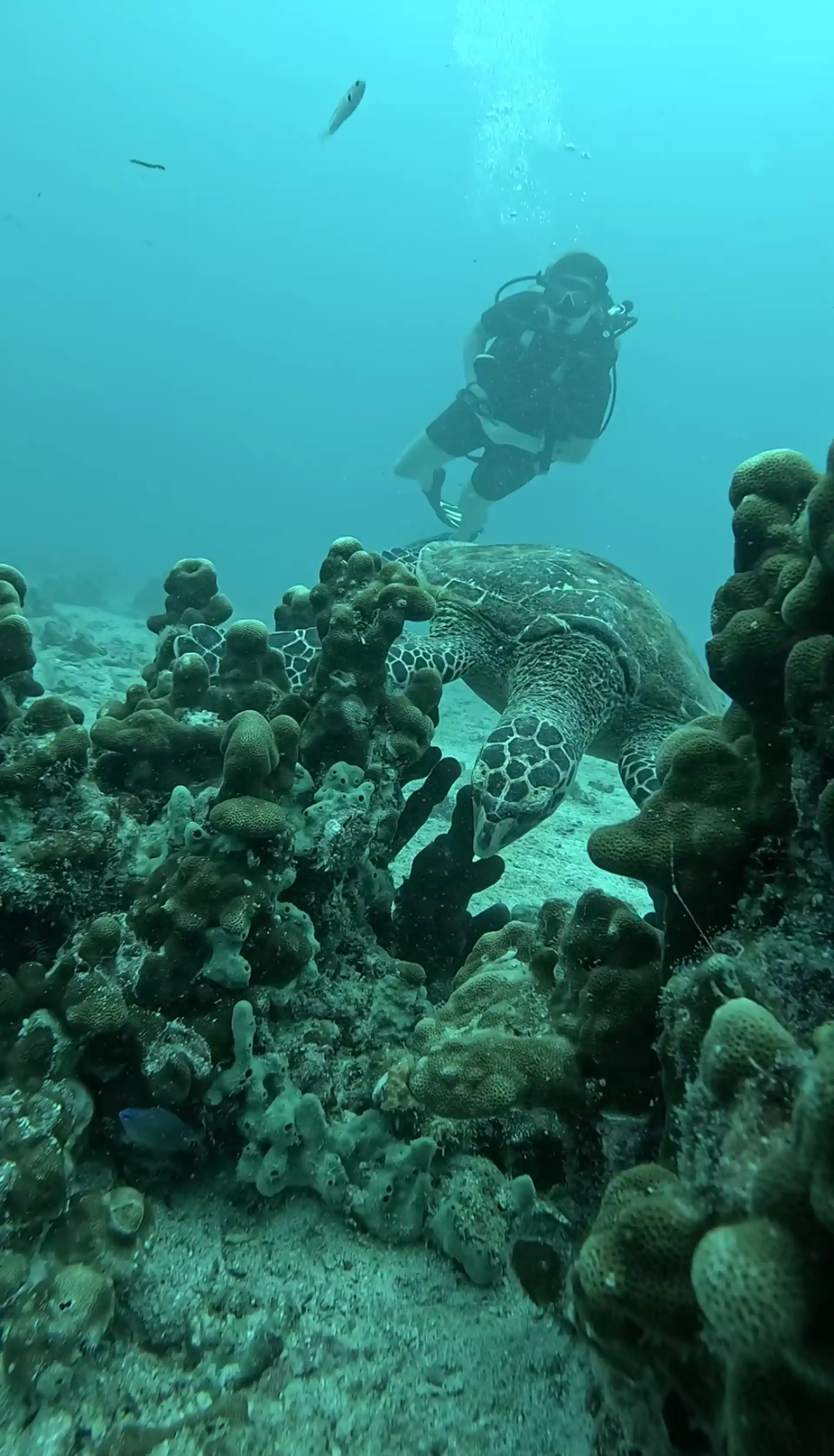 Dive shop photo