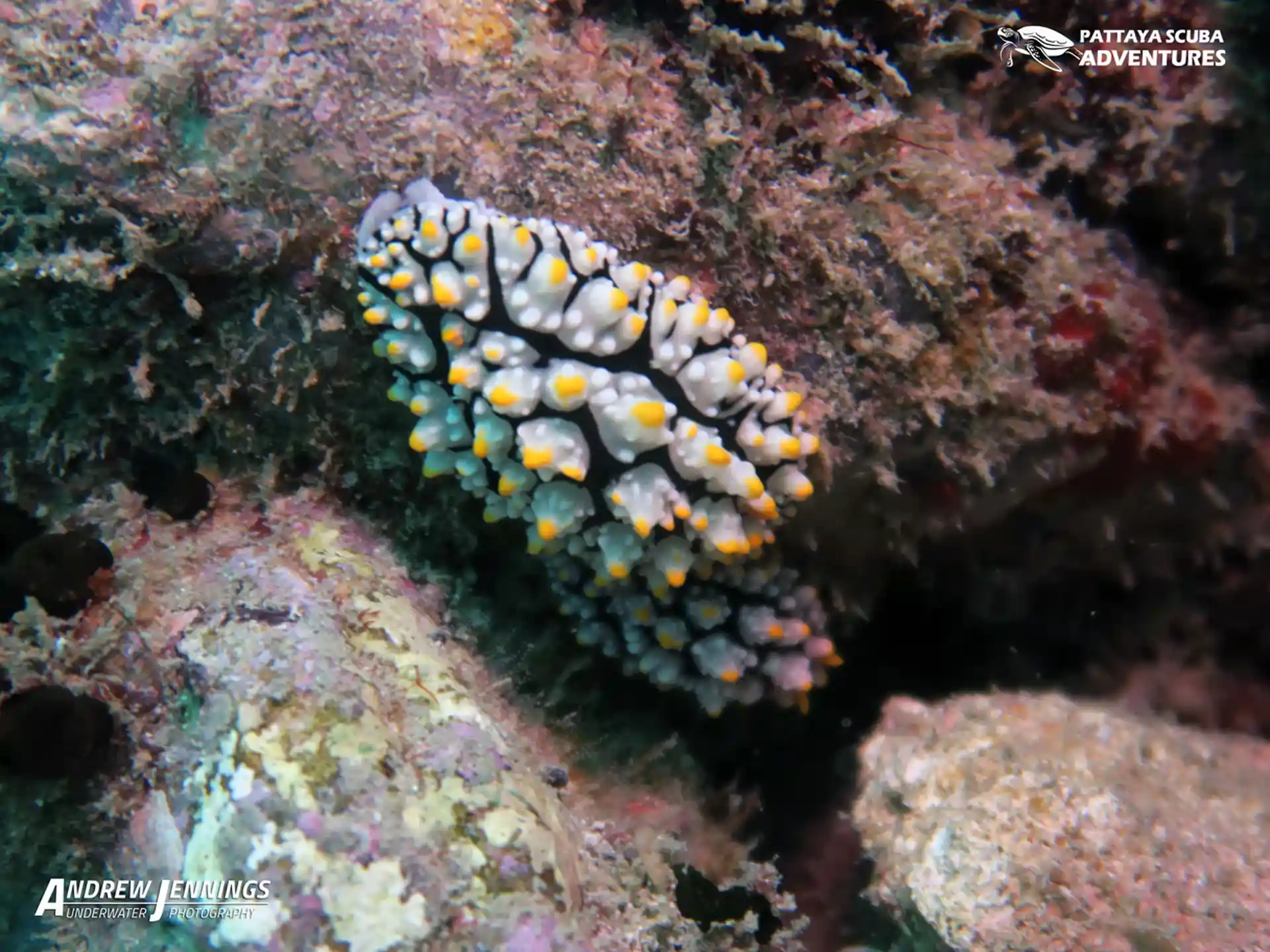 다이빙 포인트 사진