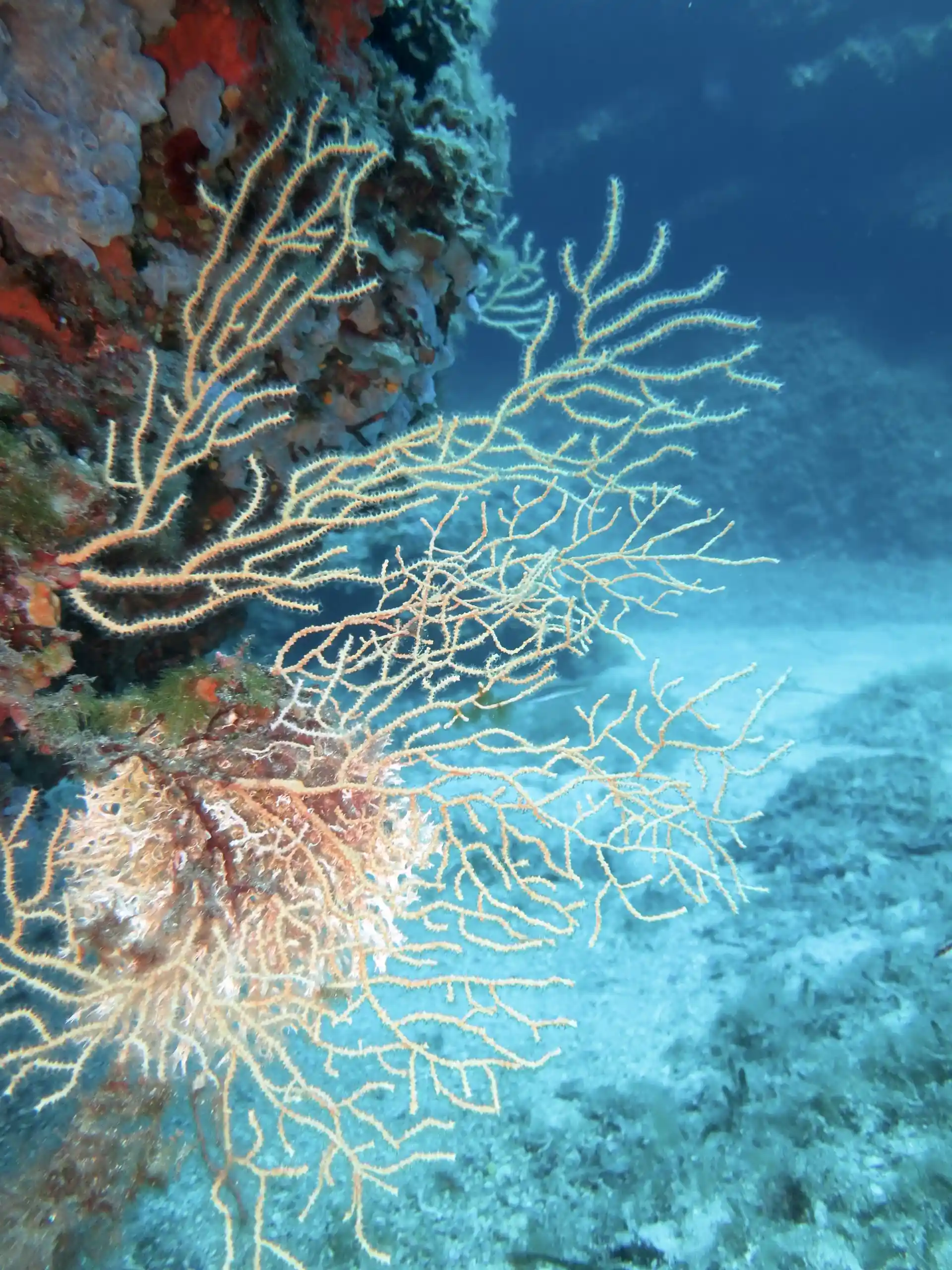 Gorgonias amarillas