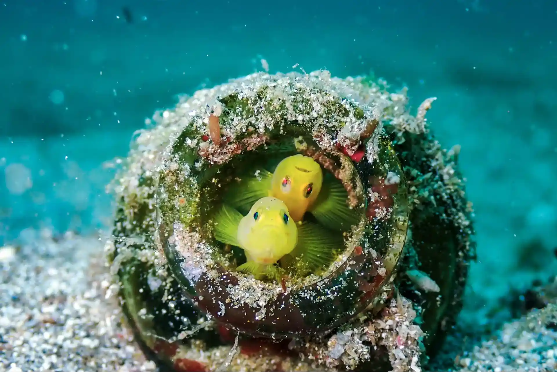 Foto del sitio de buceo