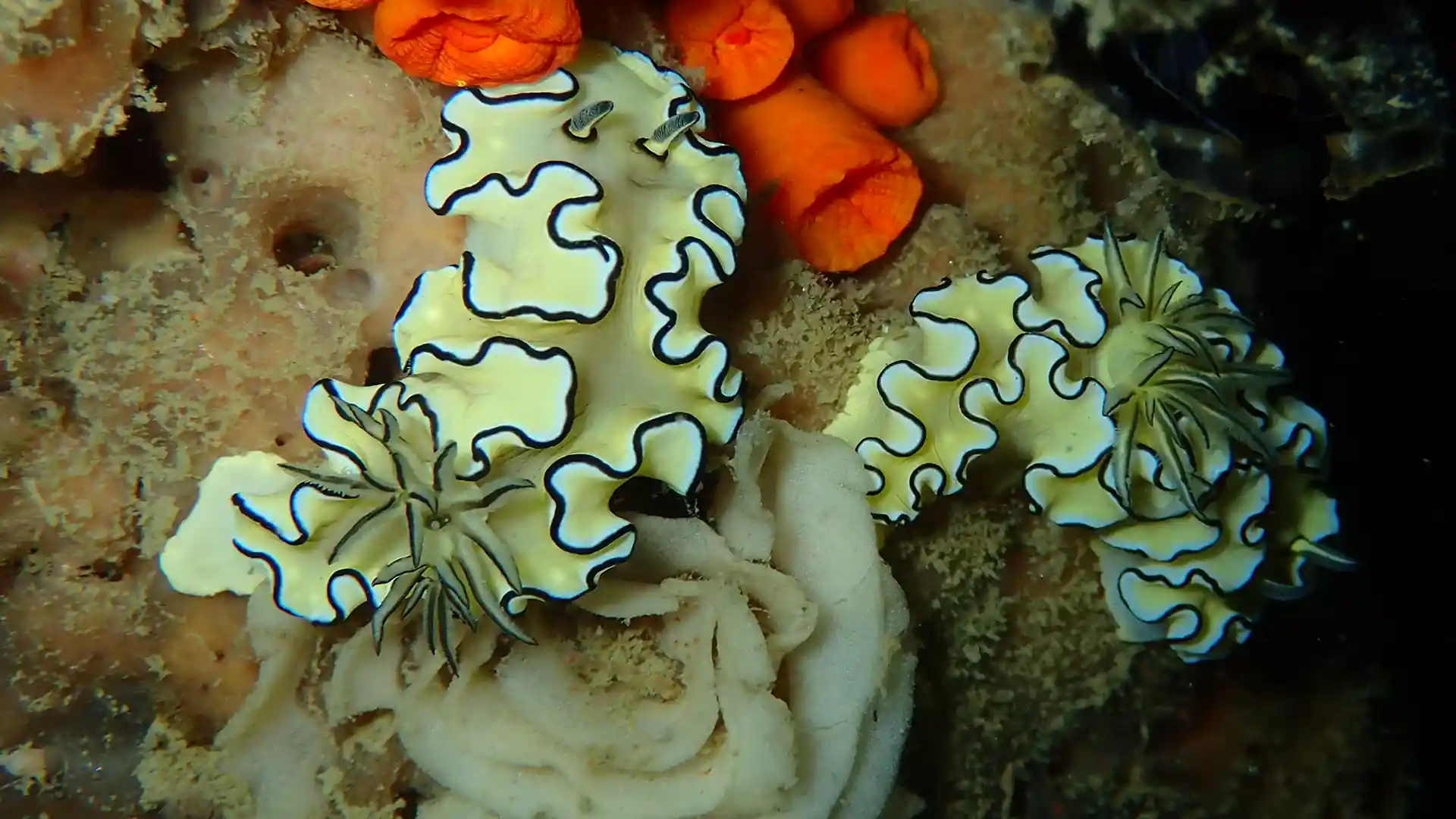 다이빙 포인트 사진