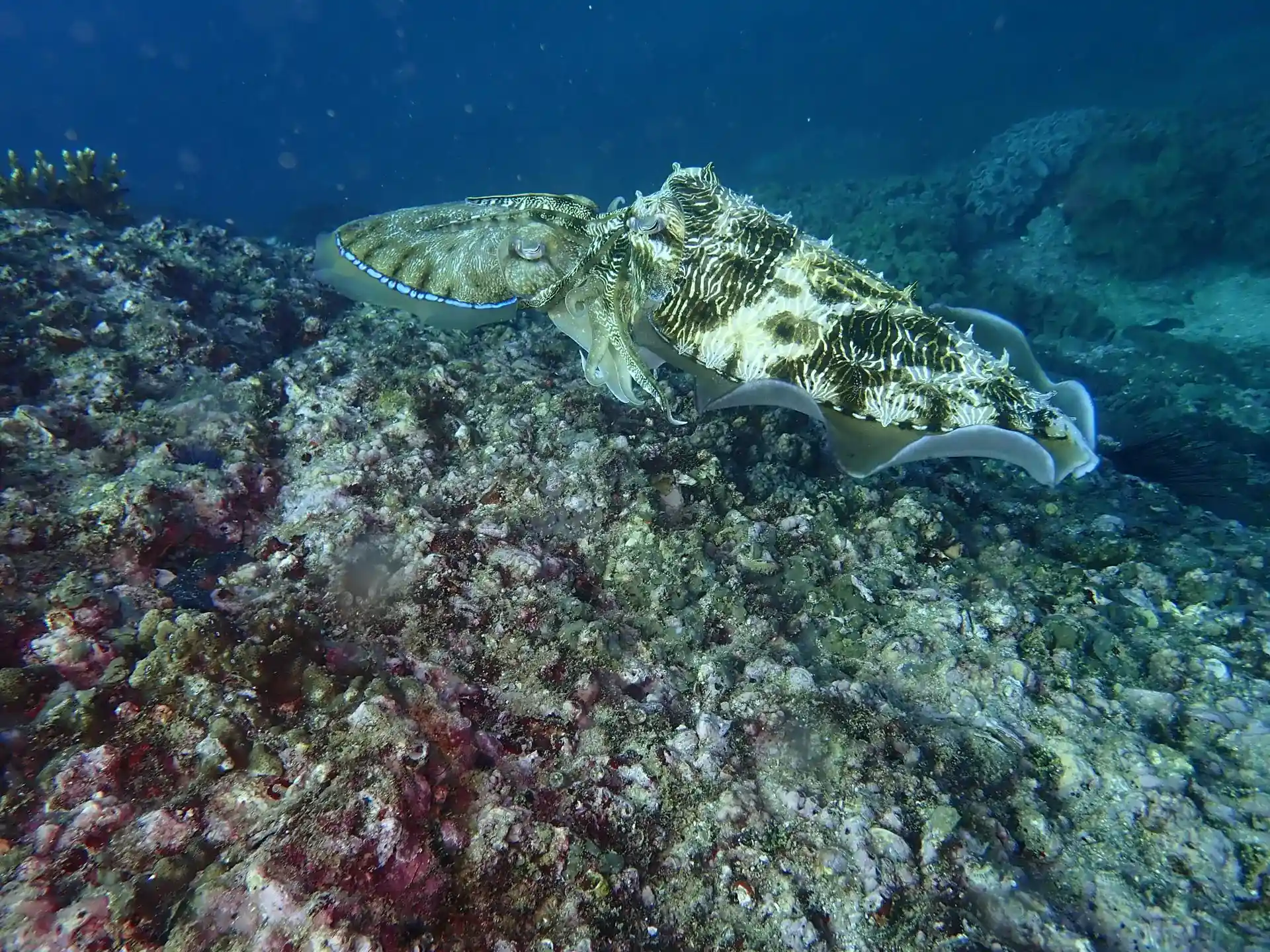 Dive site photo