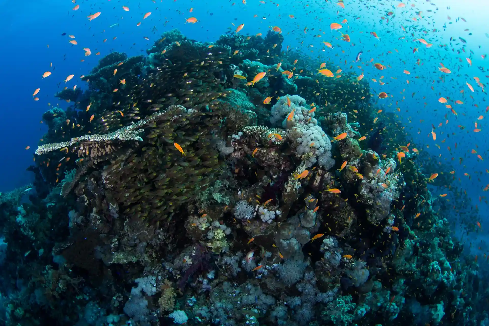 Dive site photo