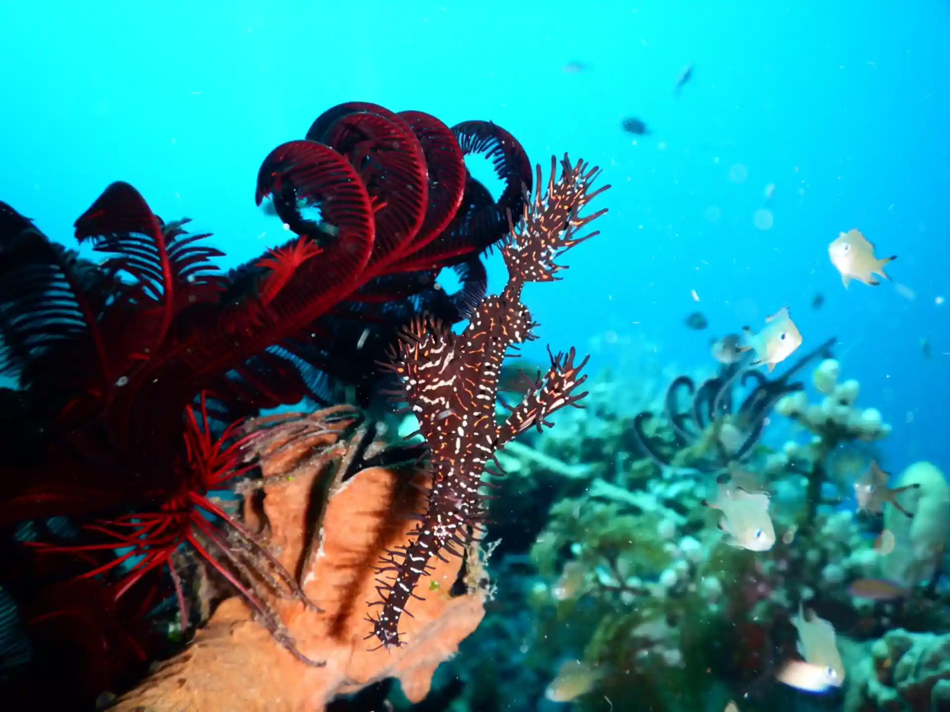 Dive shop photo