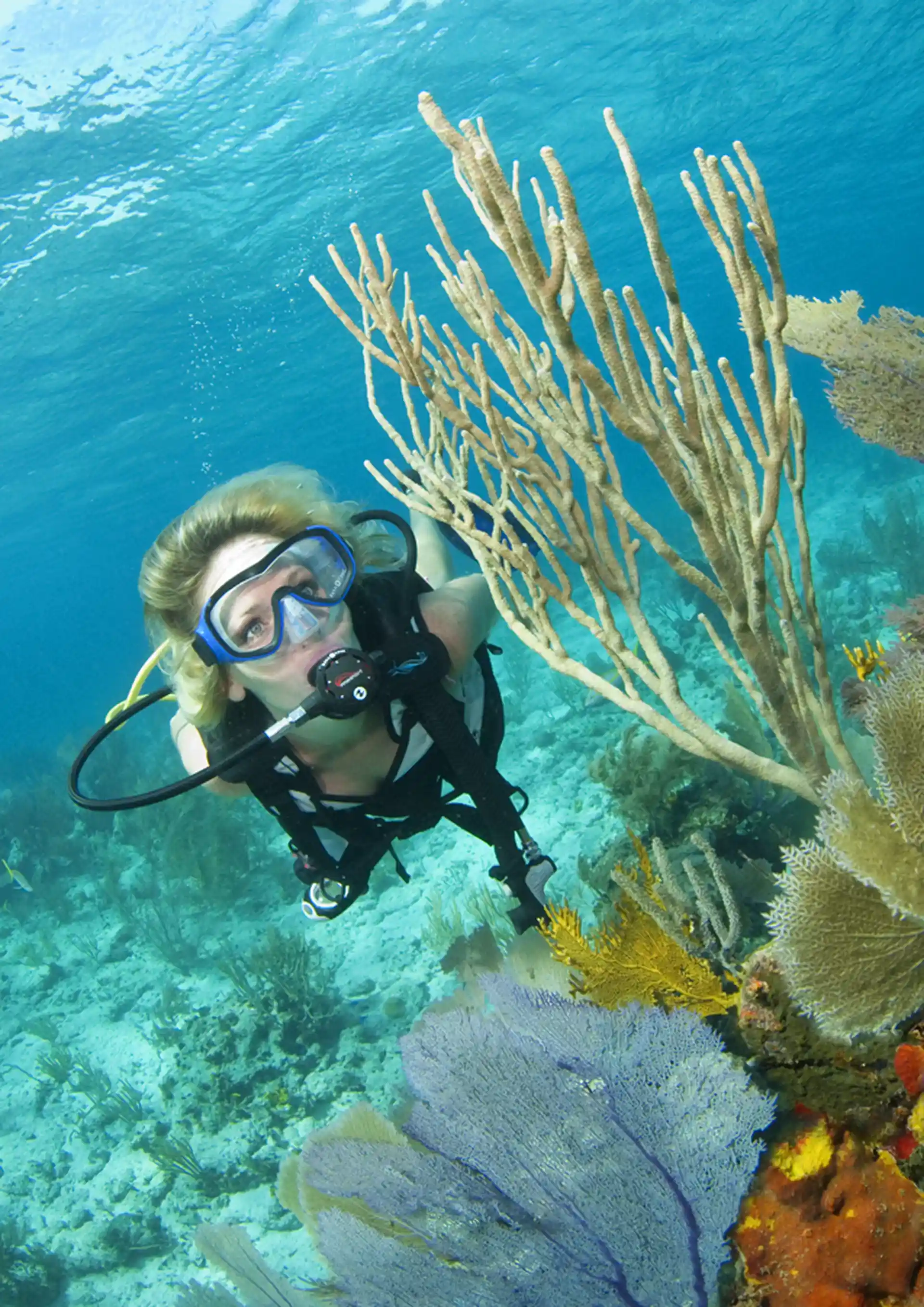 Soft and hard corals along with tropical fish are found on all of our dive sites.