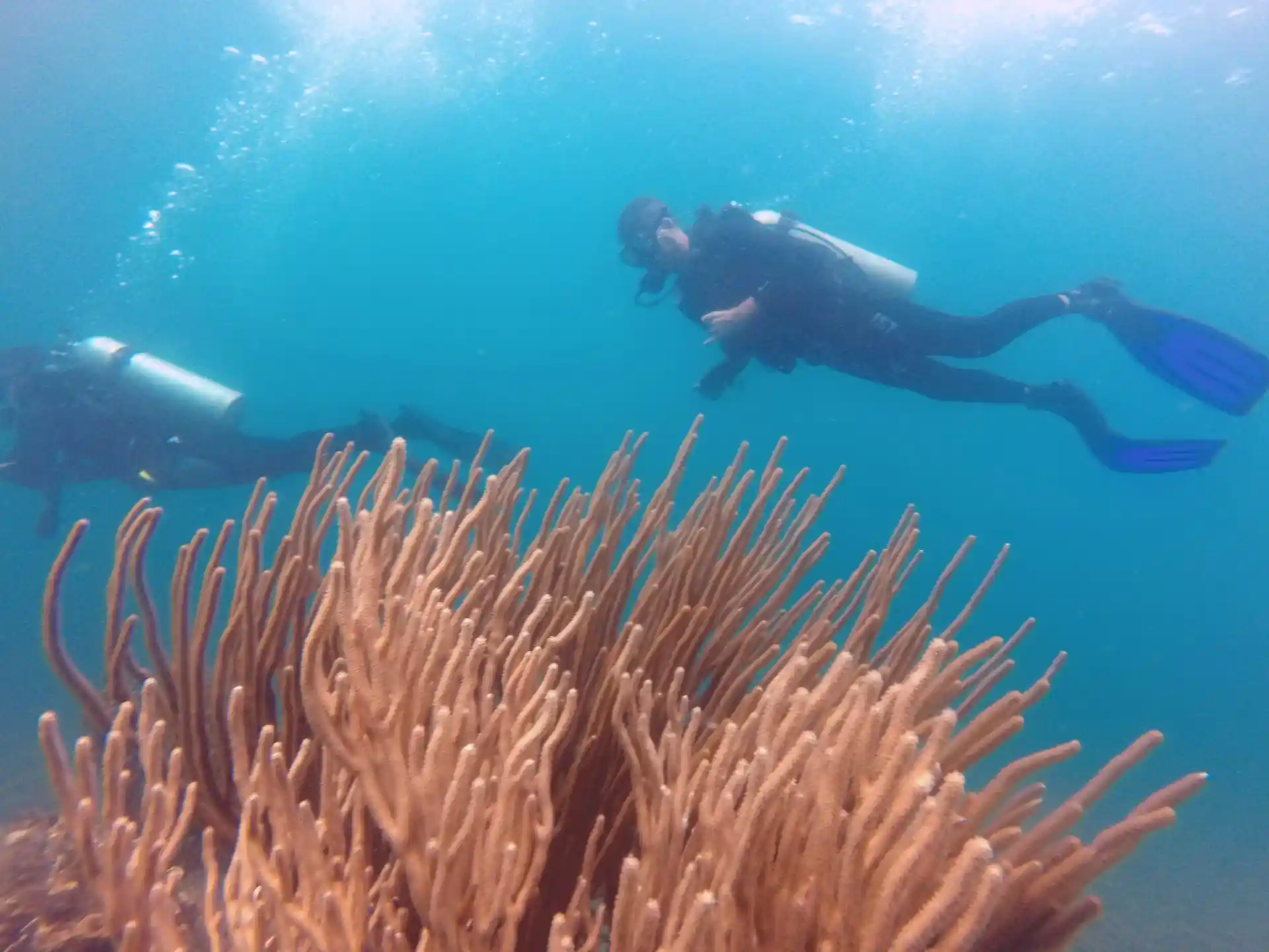 ダイビングサイトの写真