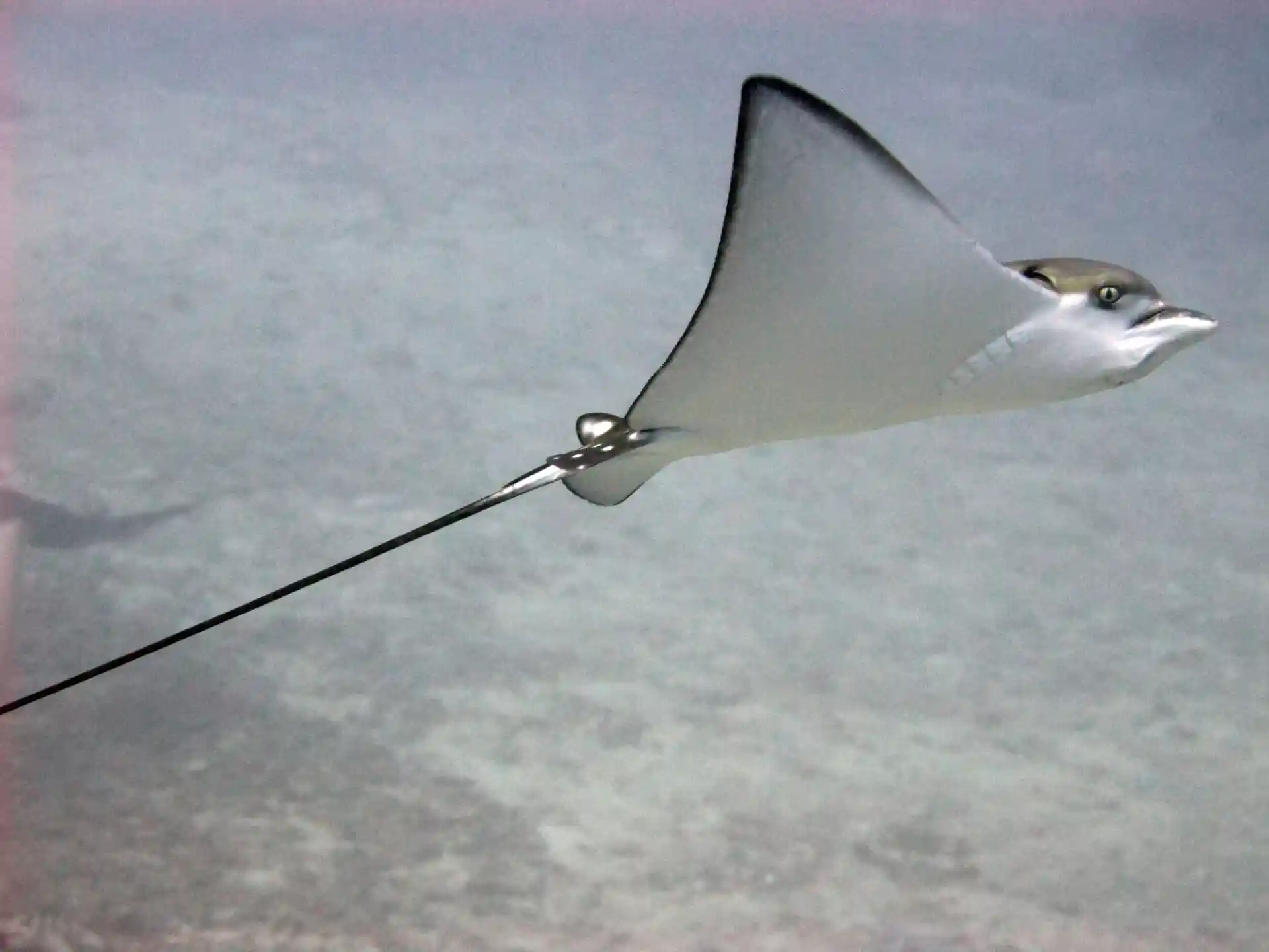 Foto del sitio de buceo