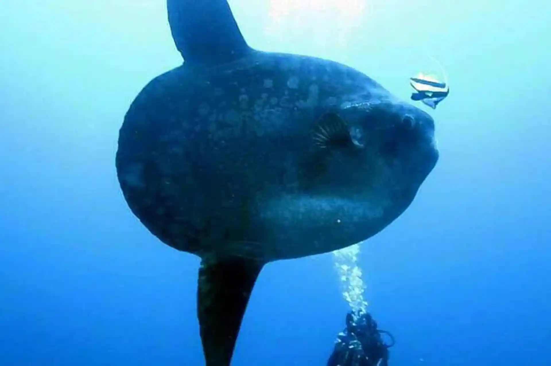 Entdecken Sie von Juli bis September den berühmten Mola Mola in Crystal Bay