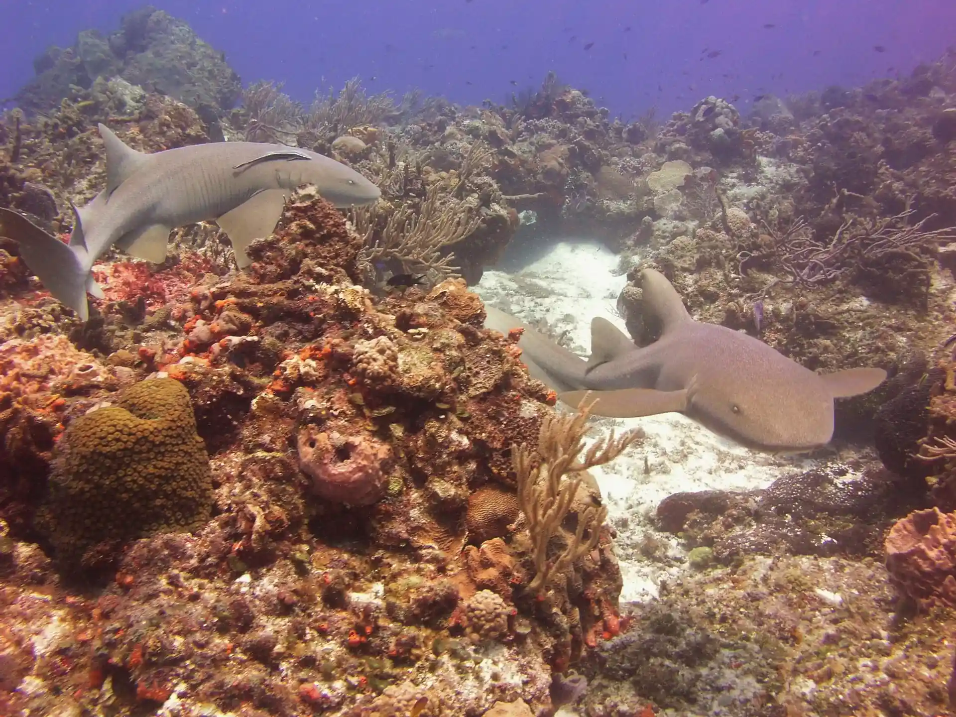 Descend on your first dive after you are briefed by a PADI divemaster.