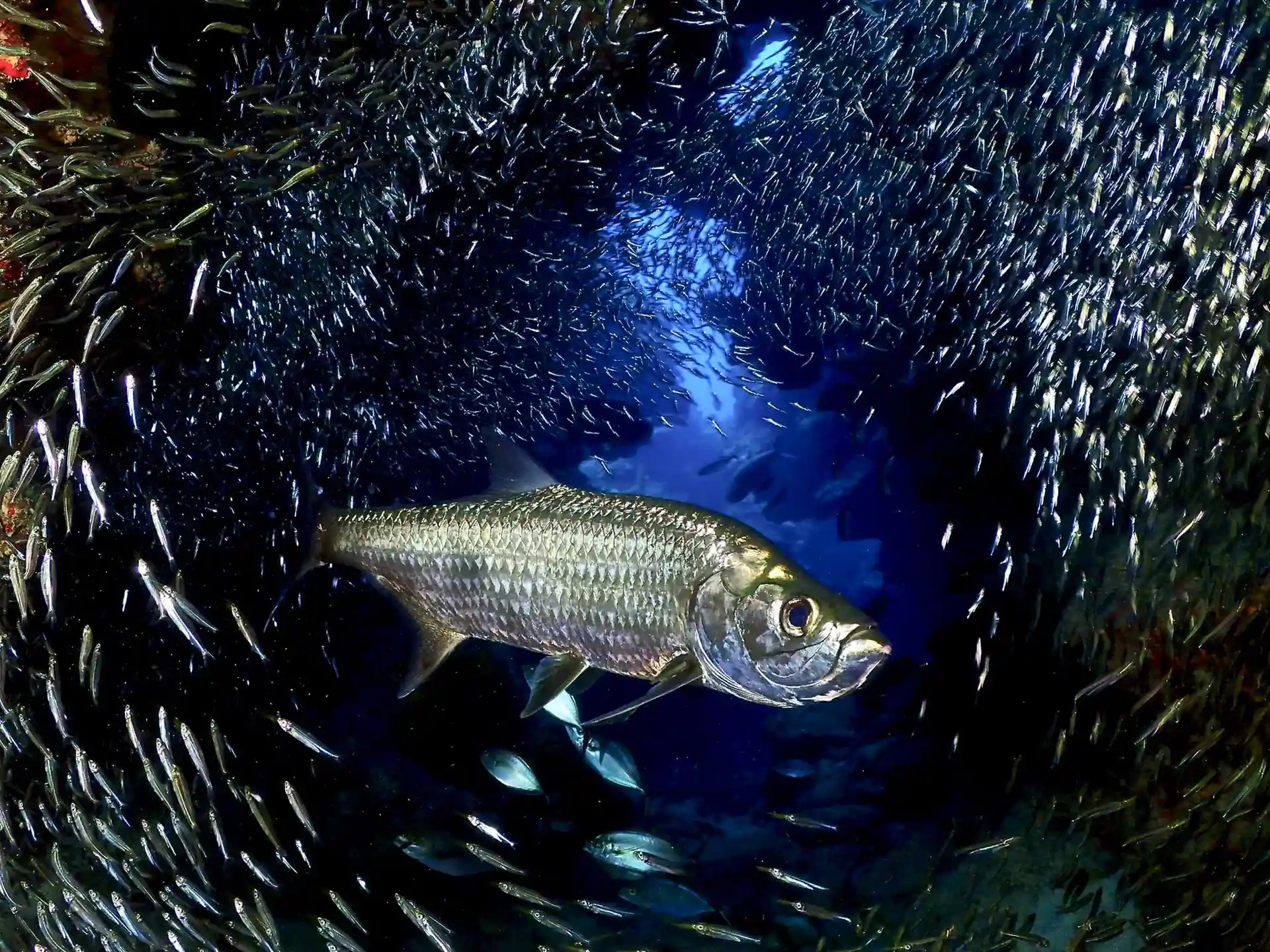 Dive site photo