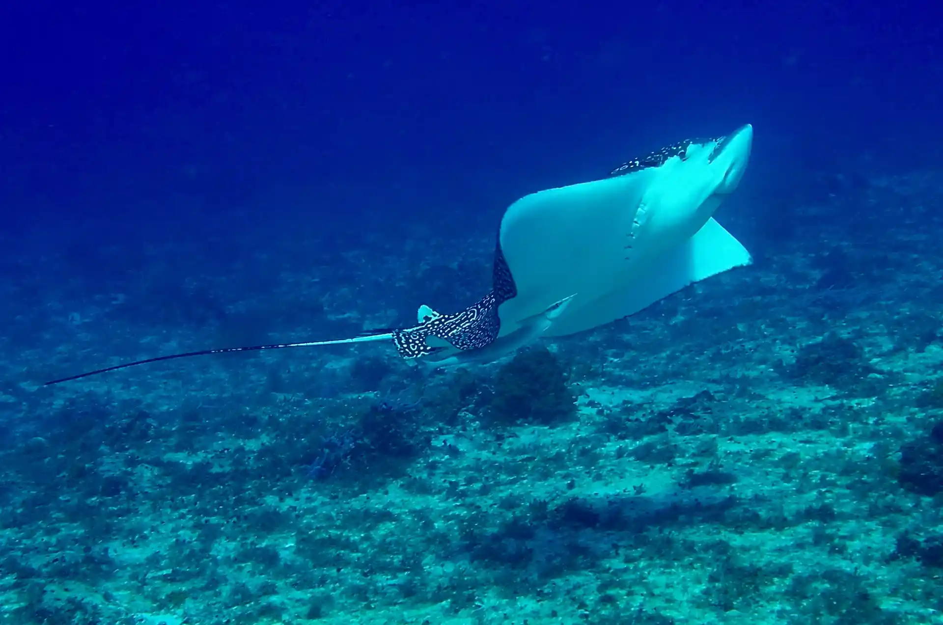 Dive shop photo