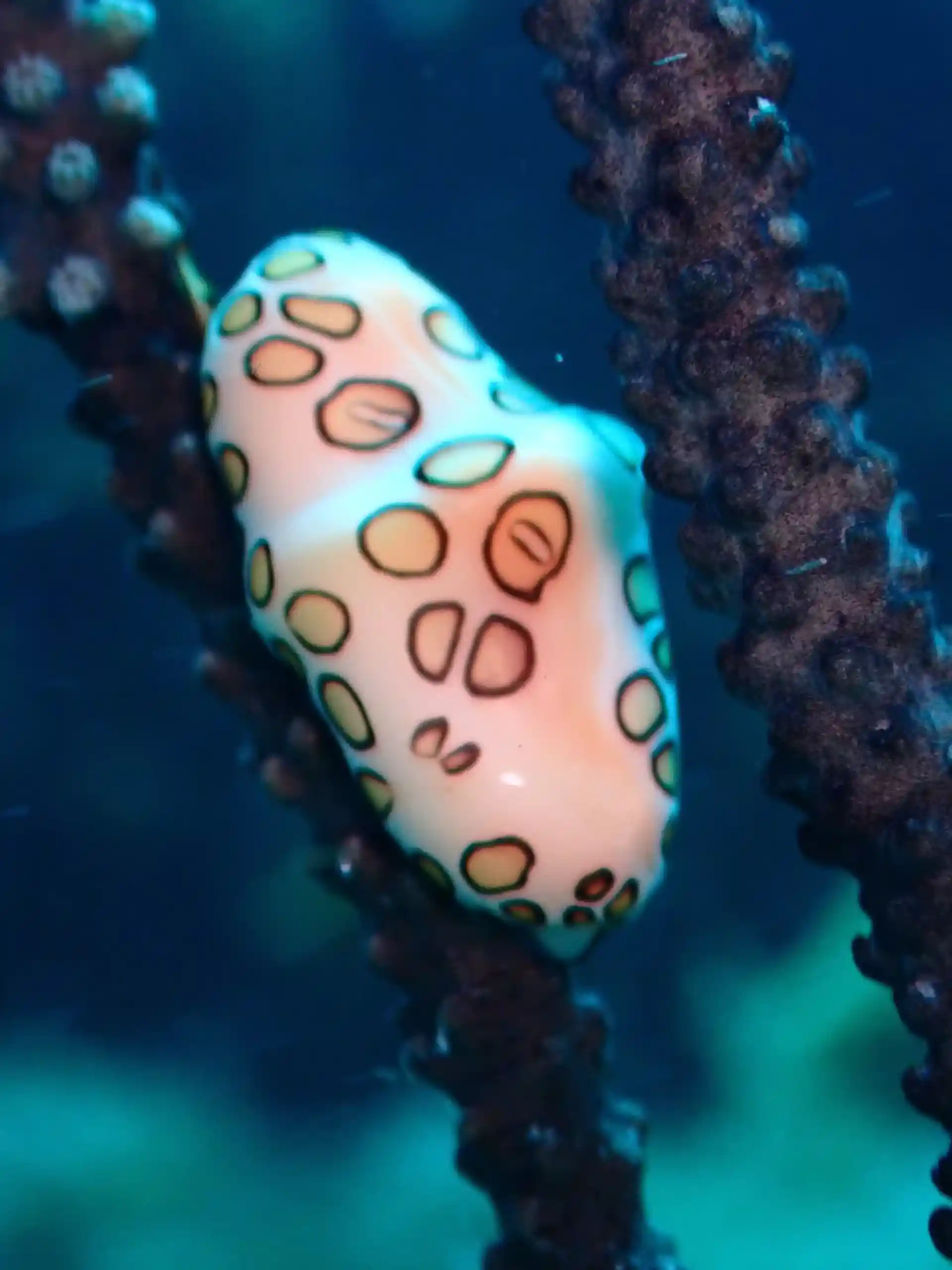 ダイビングサイトの写真