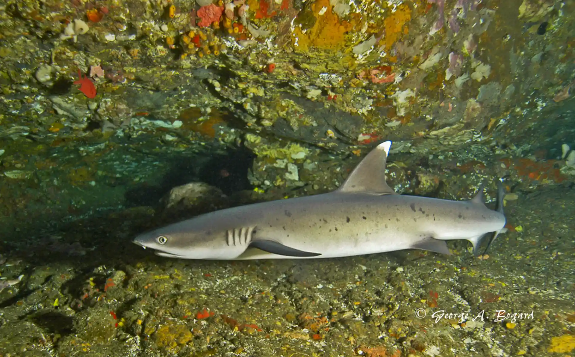 Dive site photo
