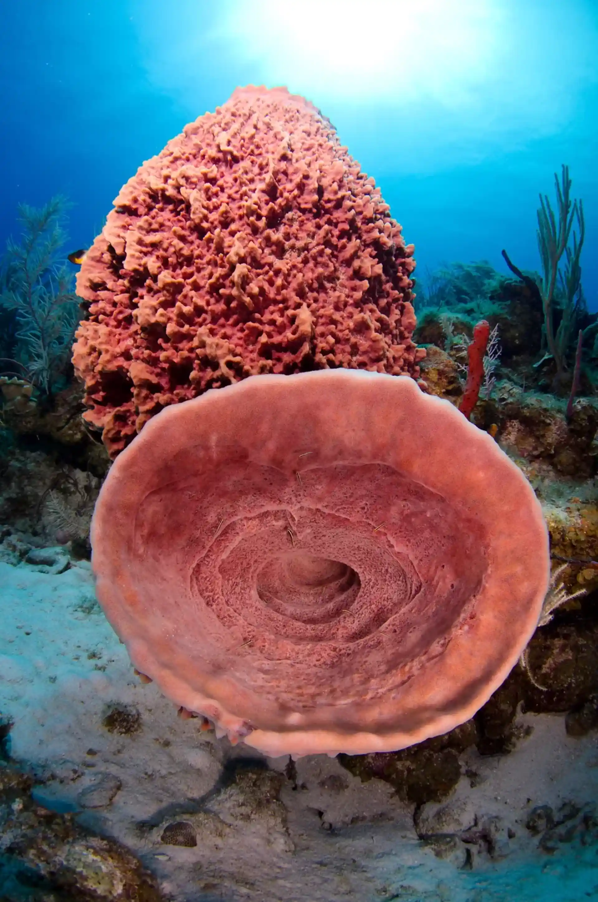 Dive site photo