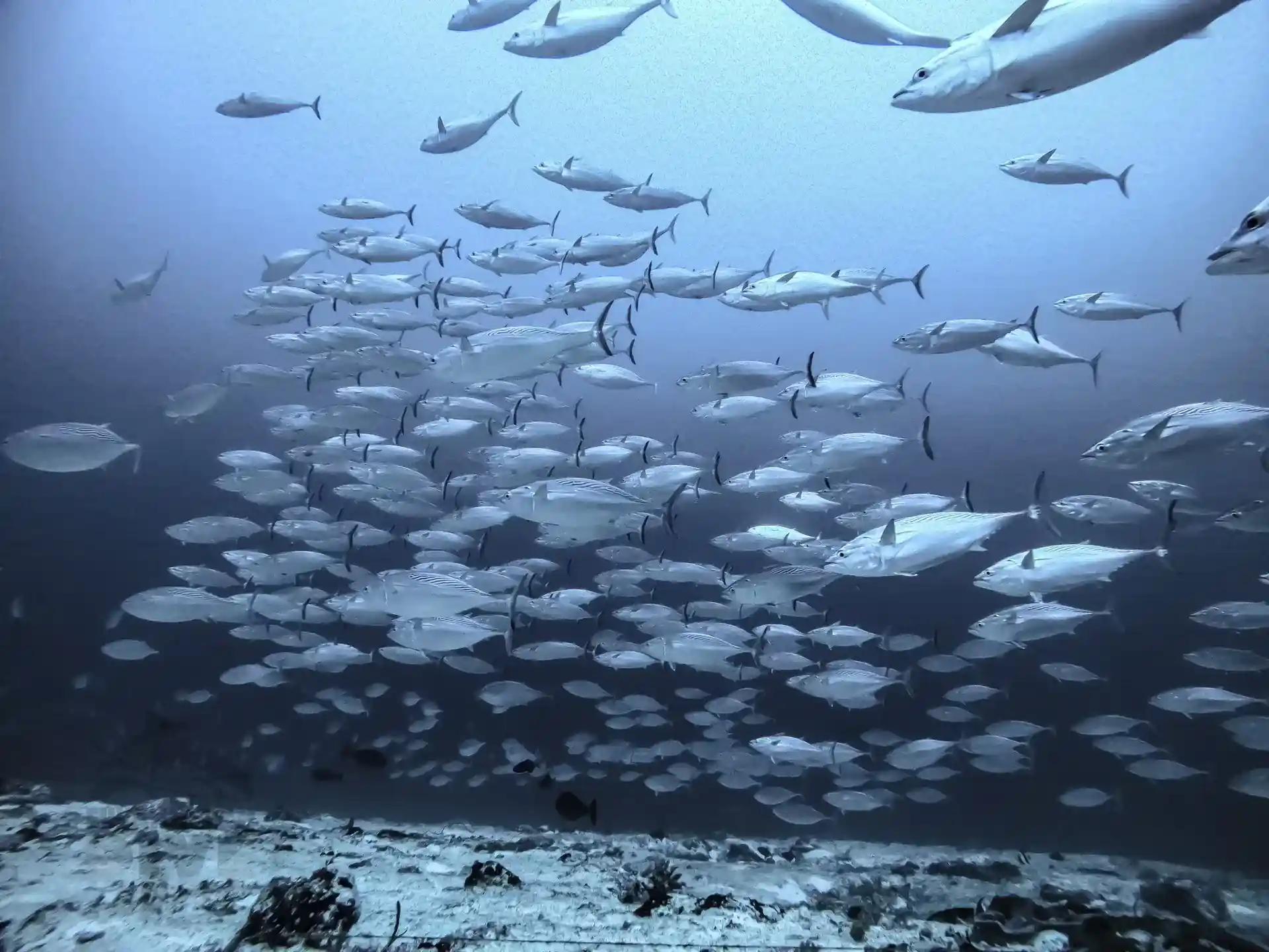 Dive site photo